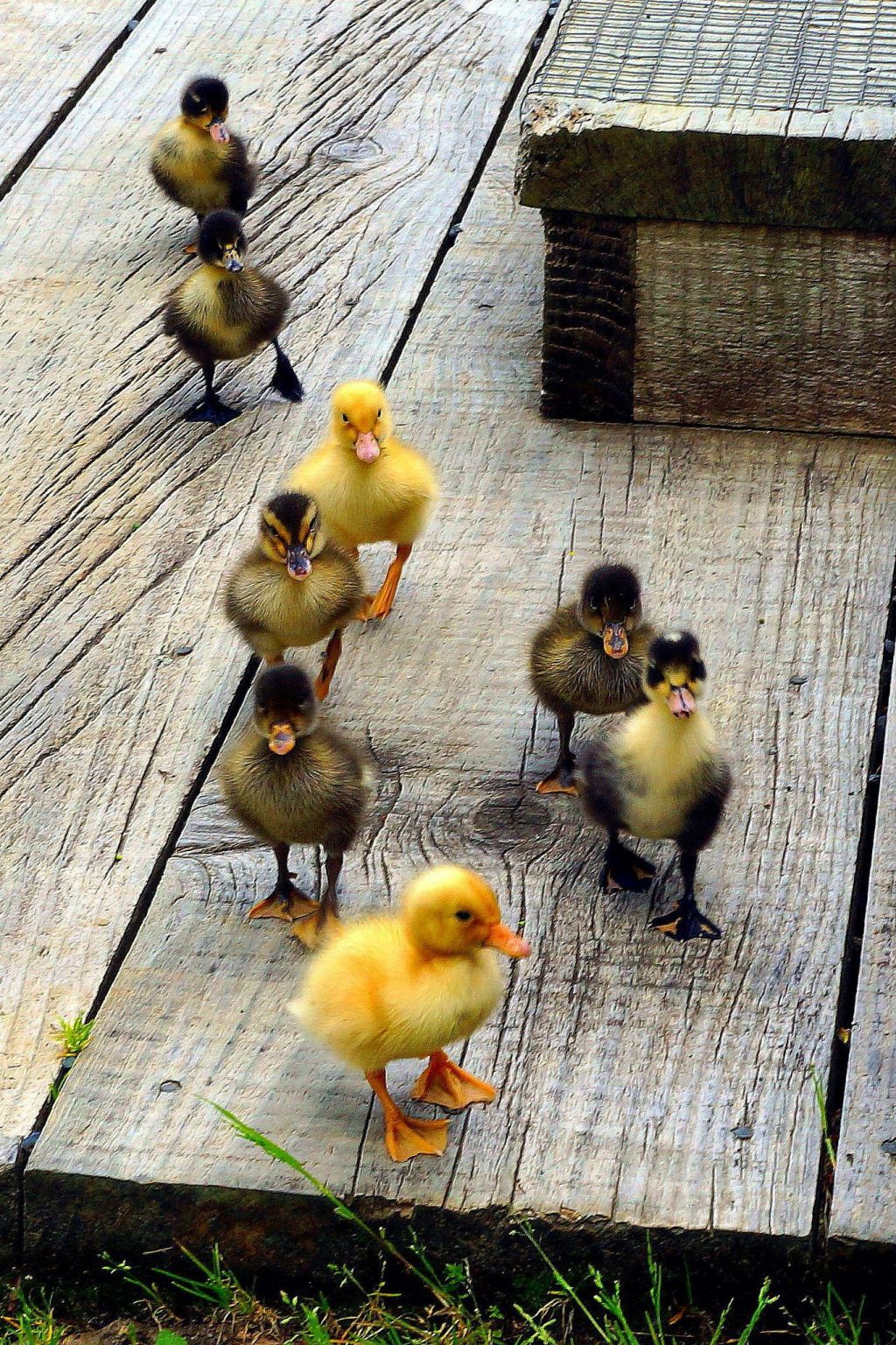 7 Cute Farm Animals Country Life - AMP