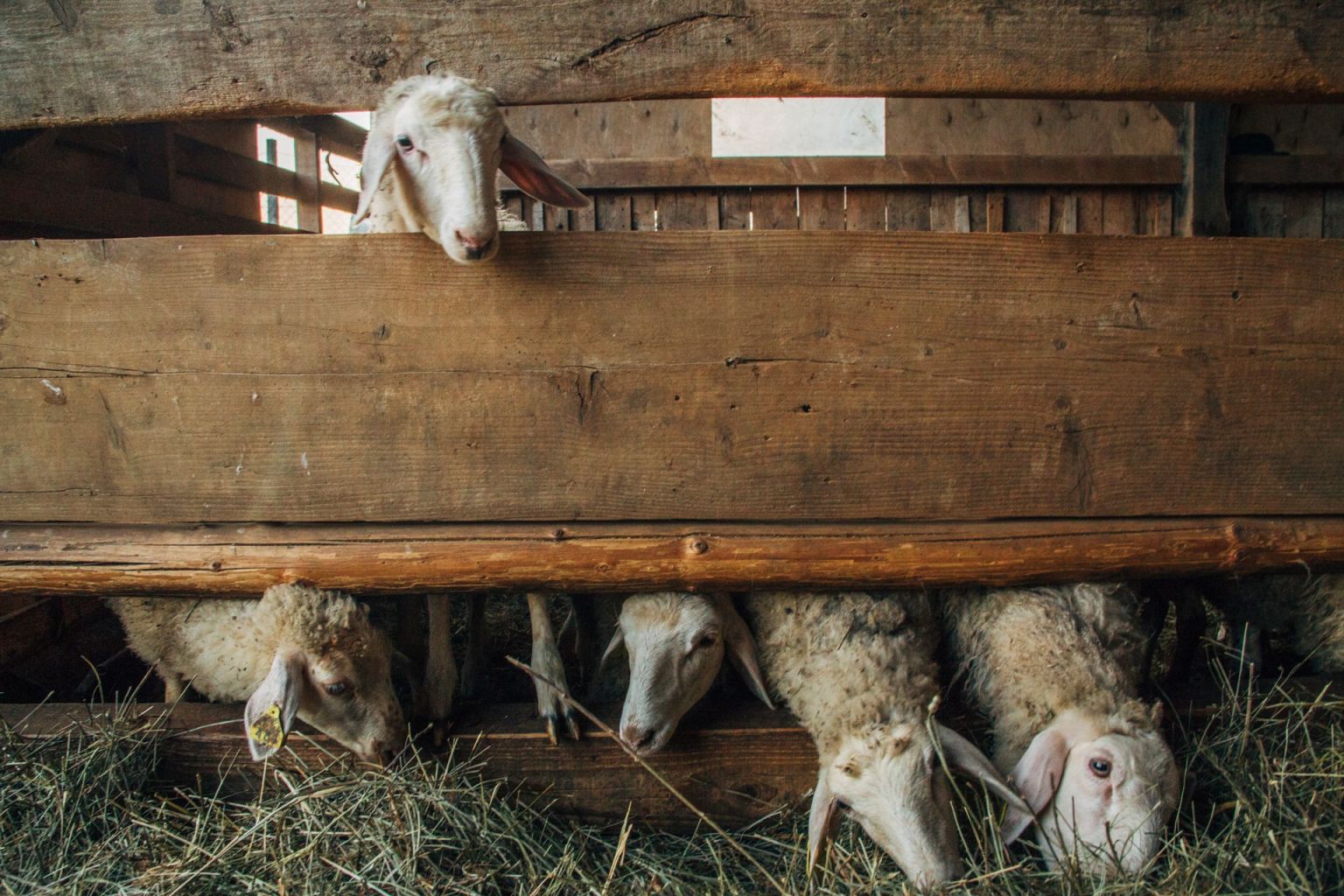 7 Goats and Chickens together Farm Animals AMP