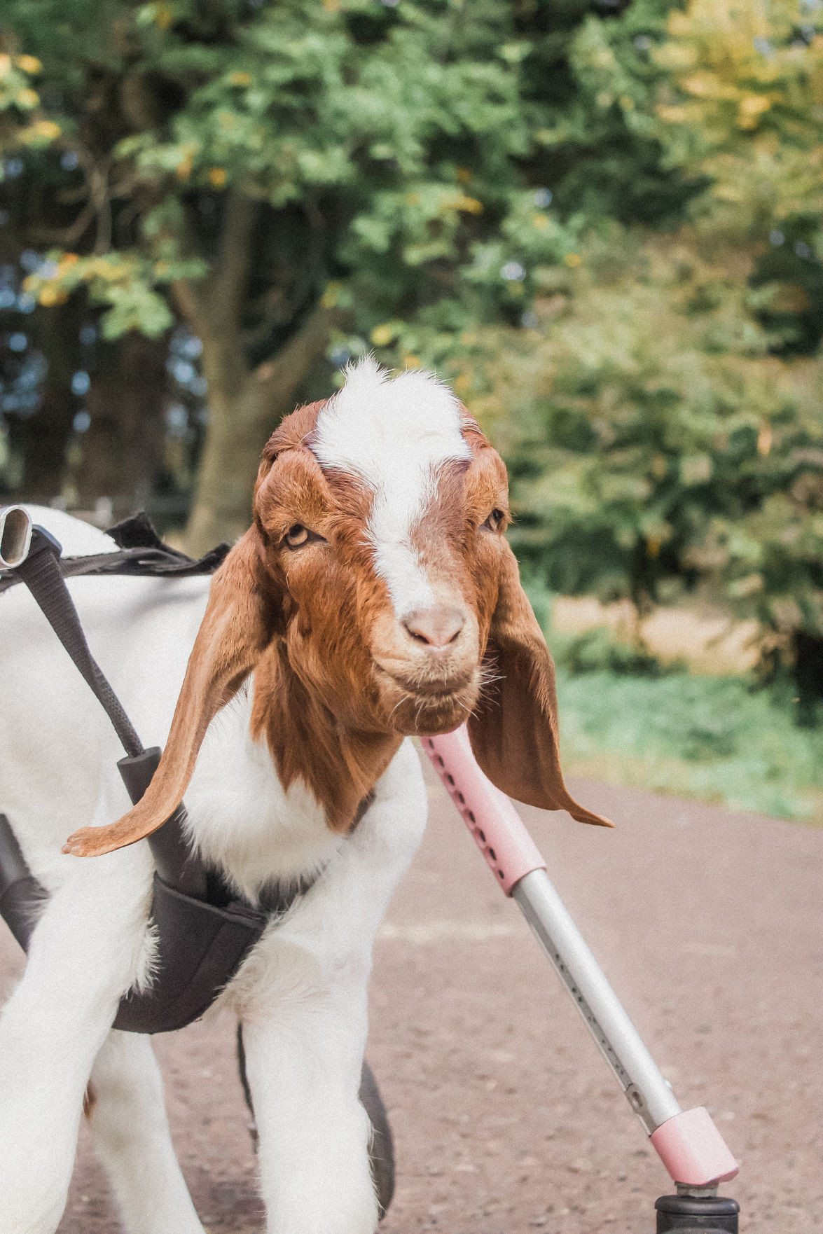 100 Days Of School Farm Animals