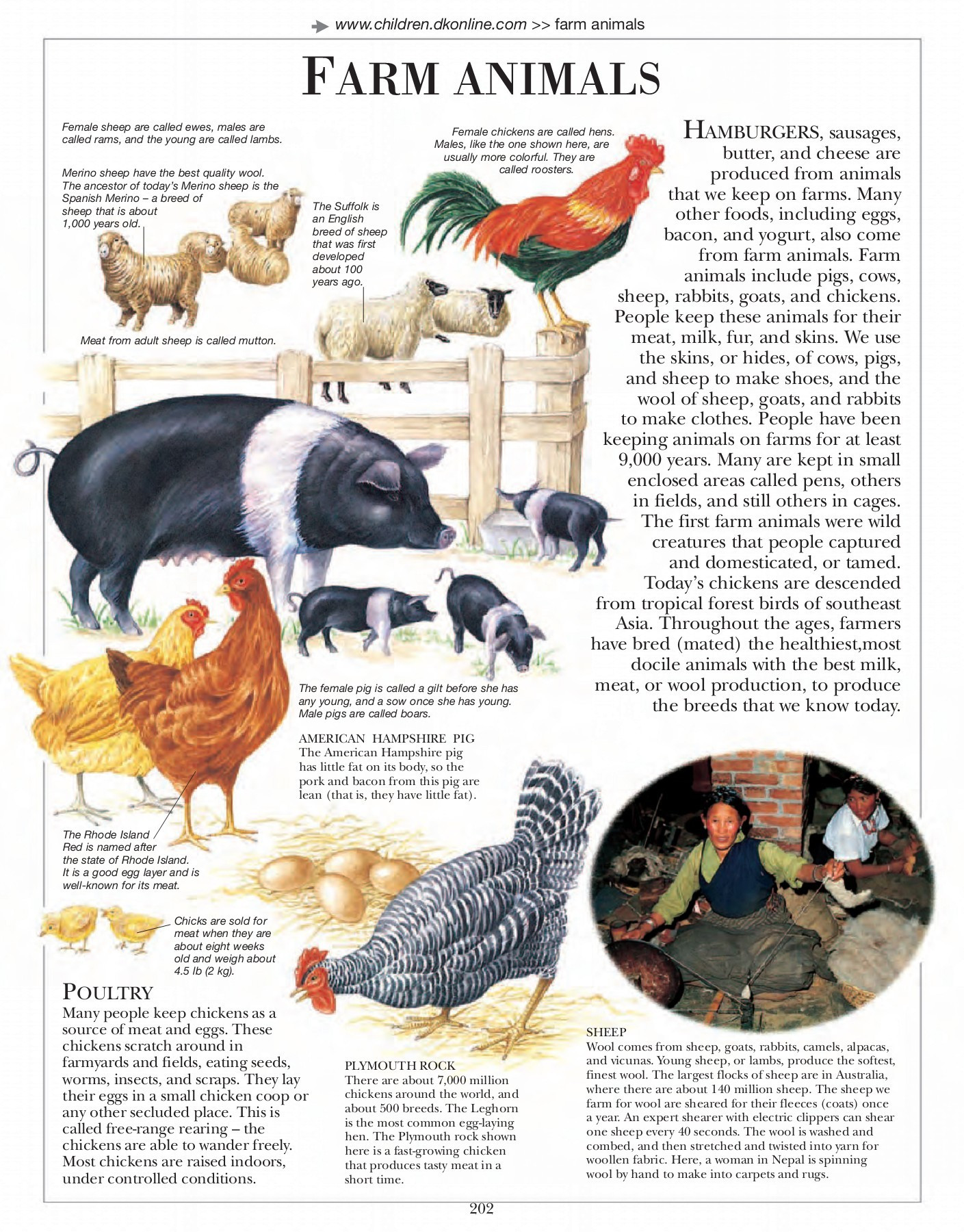 Animals for Hobby Farm