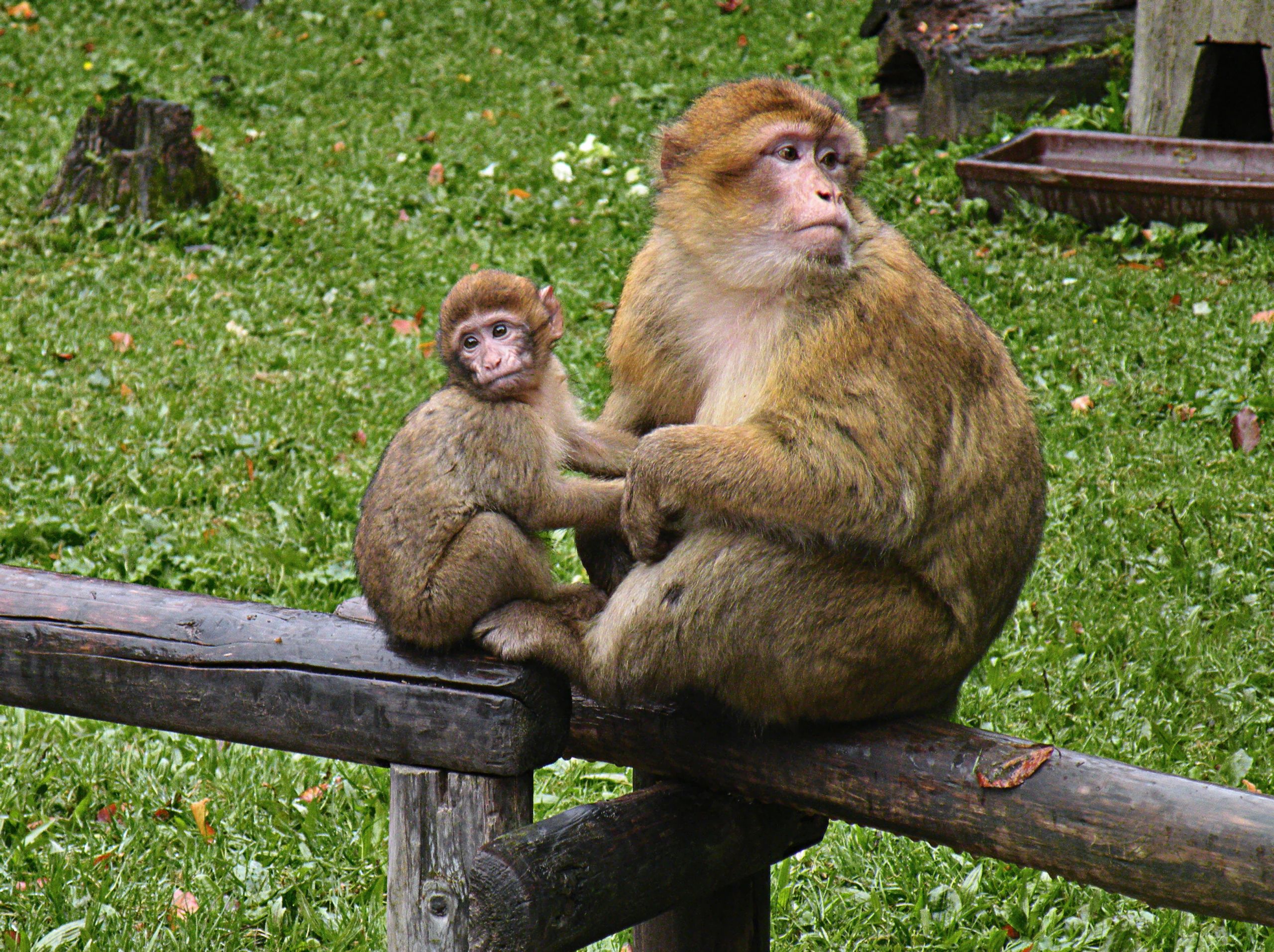 Macaca sylvanus Mother and baby