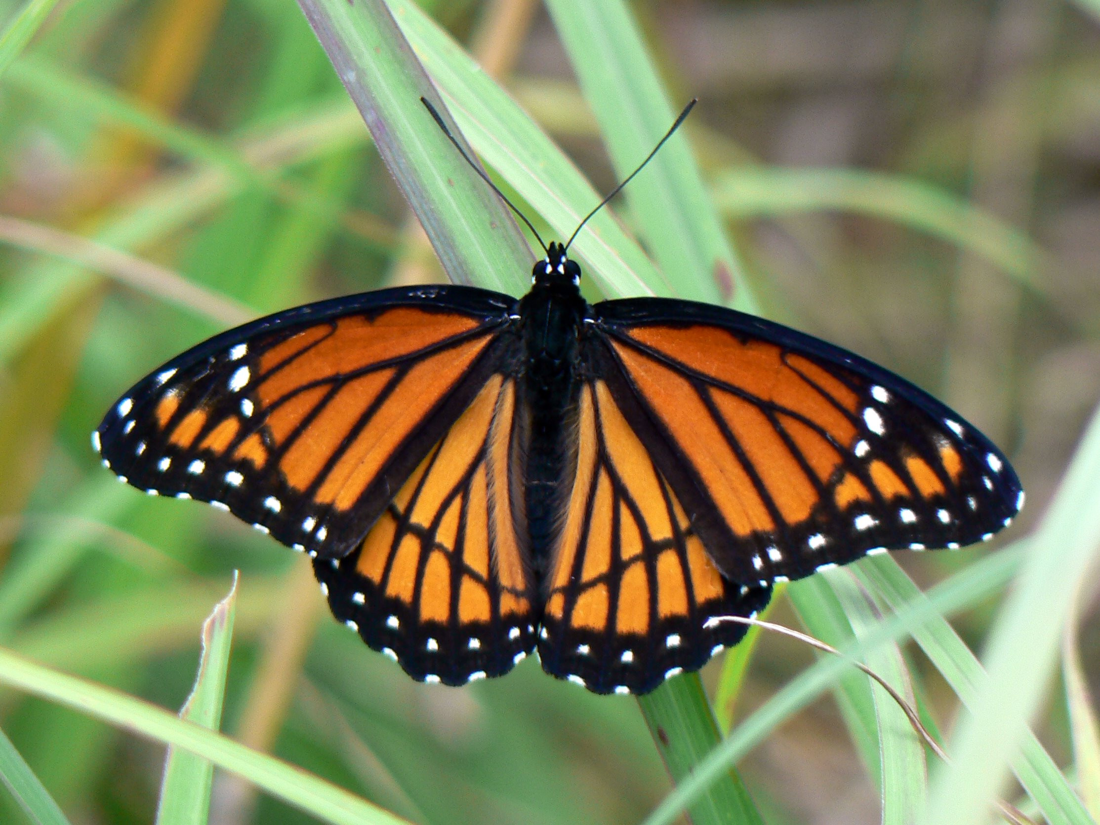 Limenitis archippus Cramer