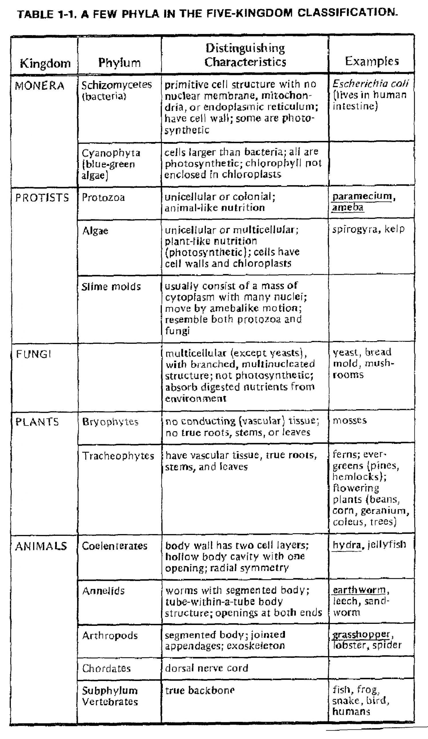 Animals Worksheets Classify