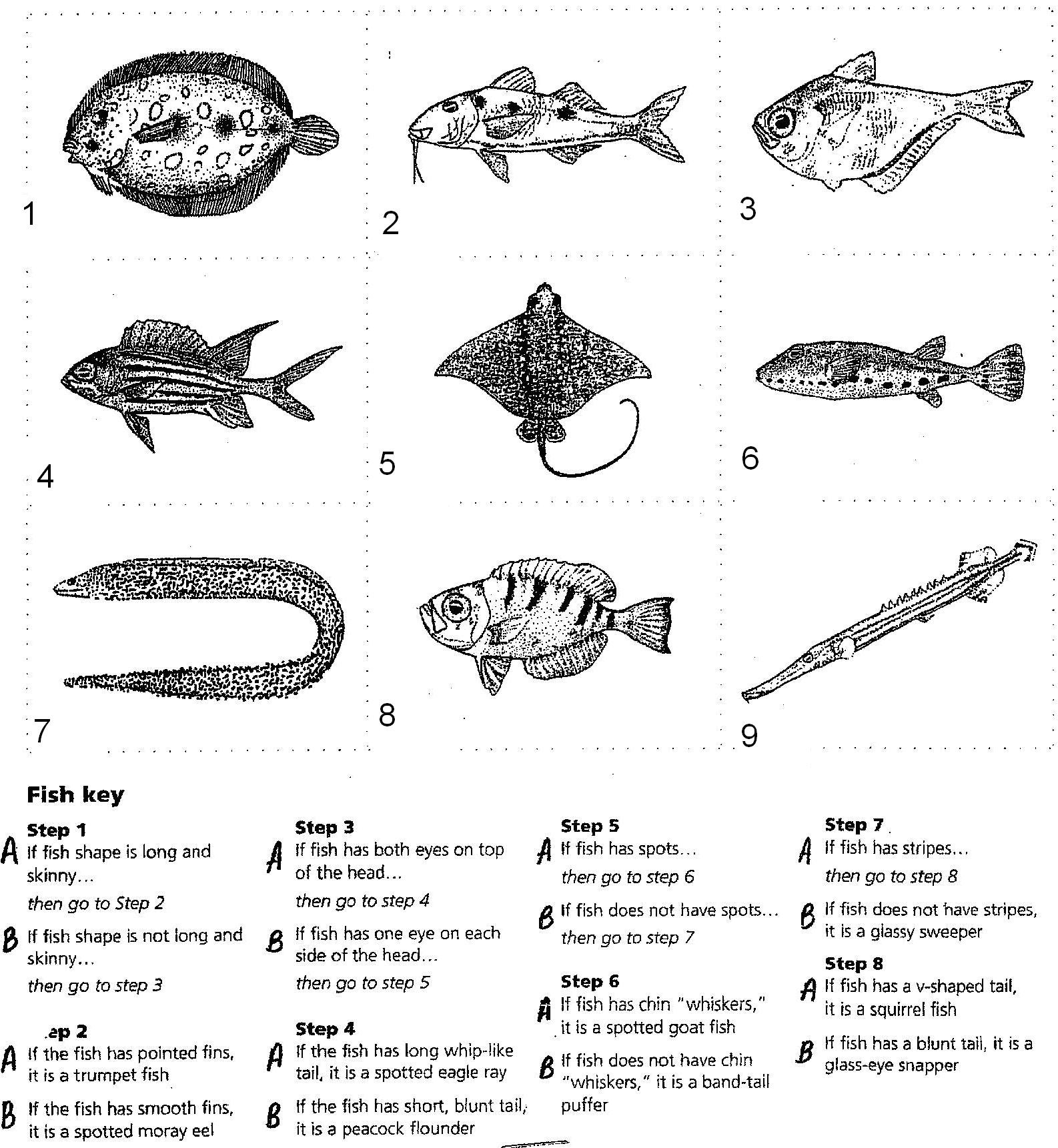 dichotomous key worksheets