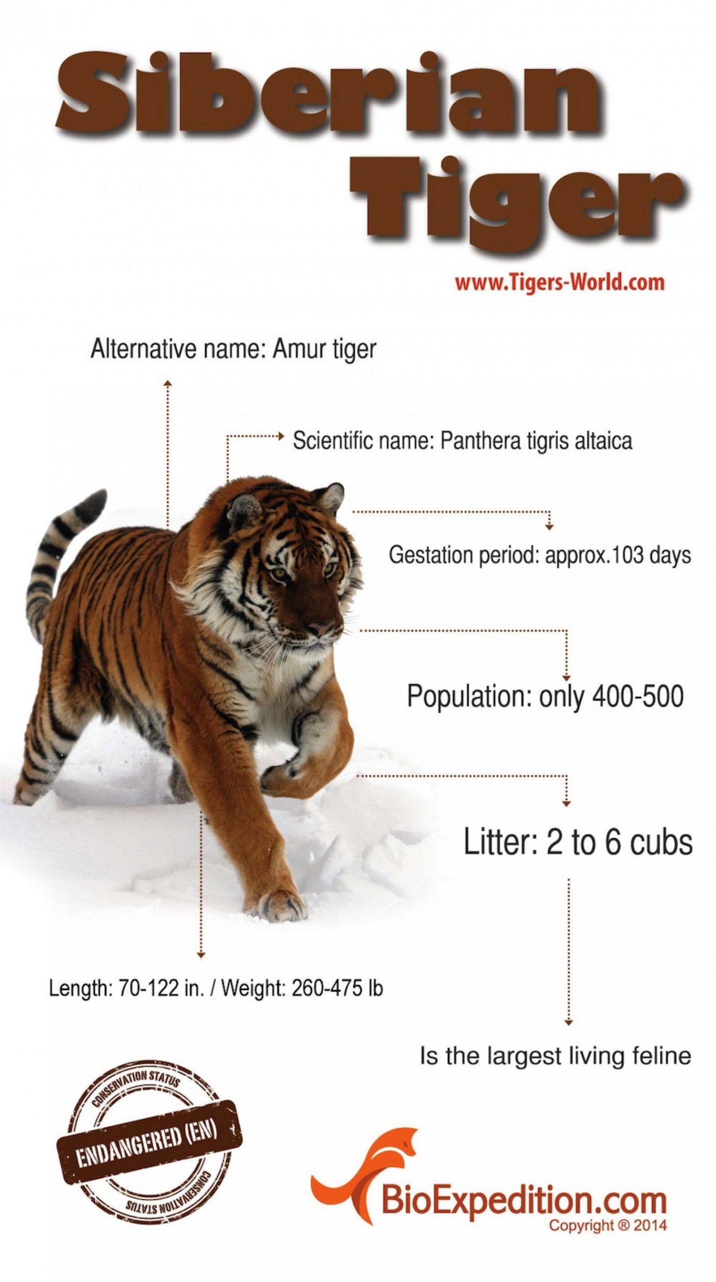 siberian tiger 53d01b71db63e w1500