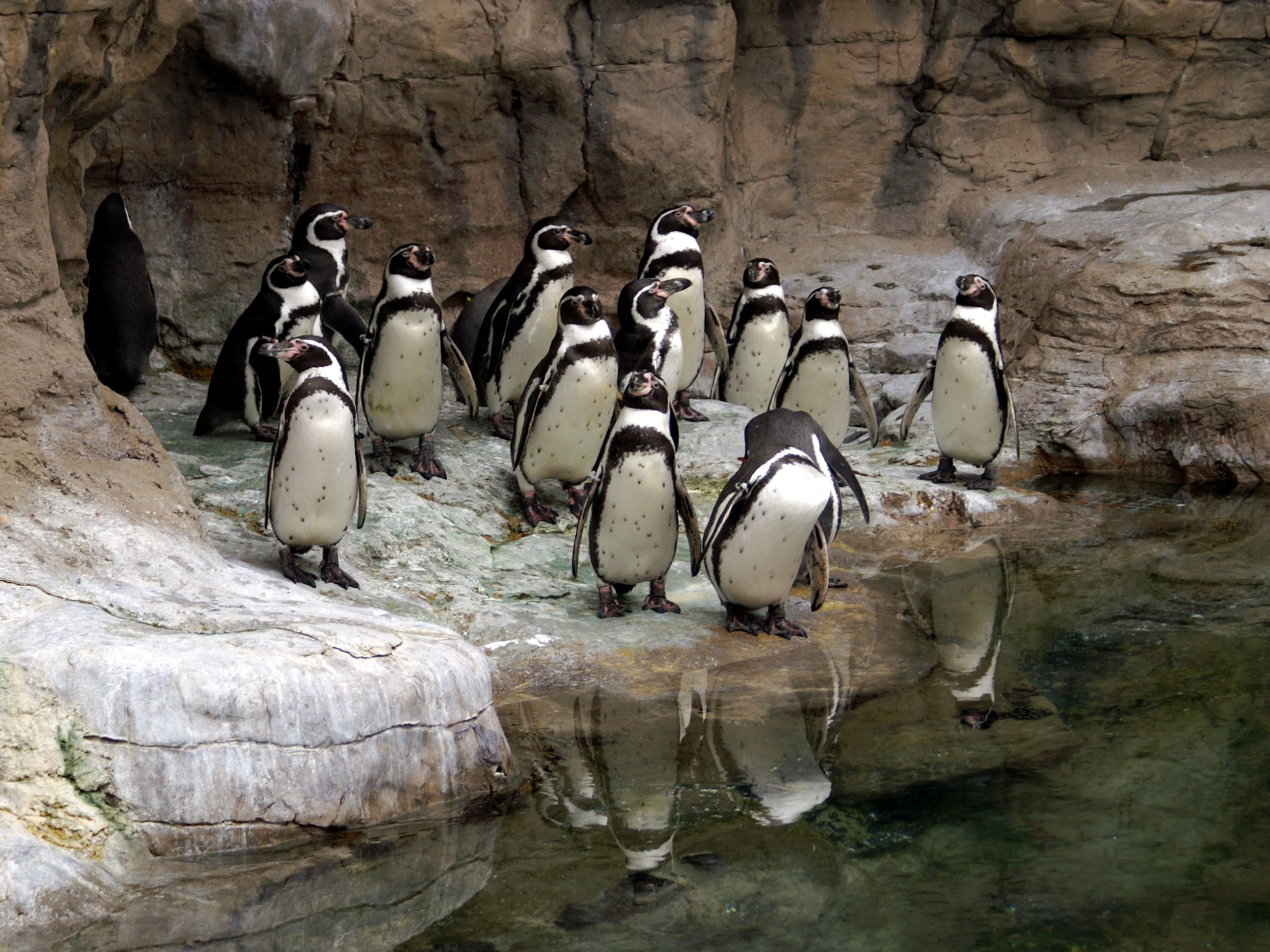 group of penguins at the st louis zoo 5aab5dbdff1b b4f20
