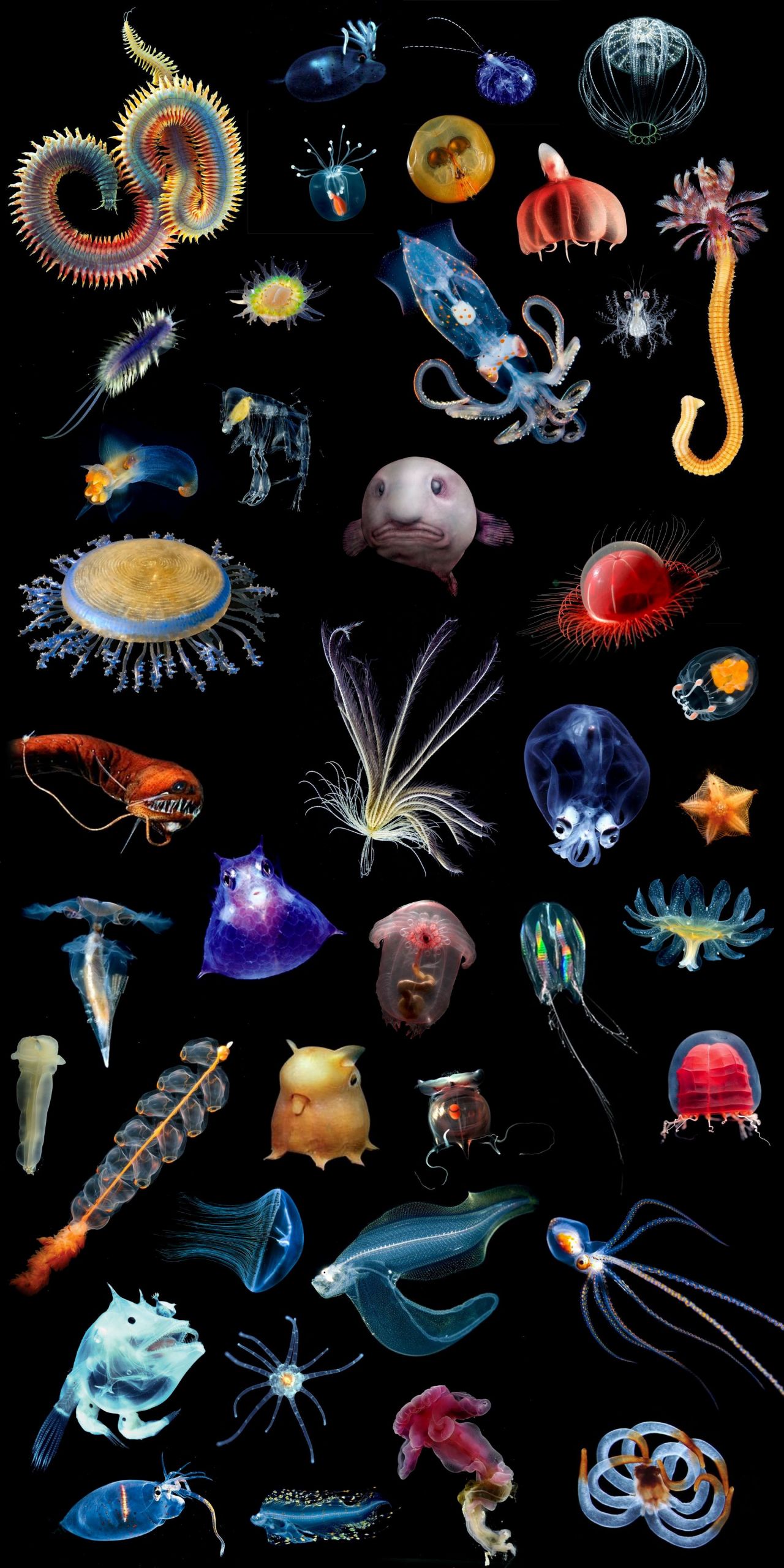 Animals Worksheets Ocean