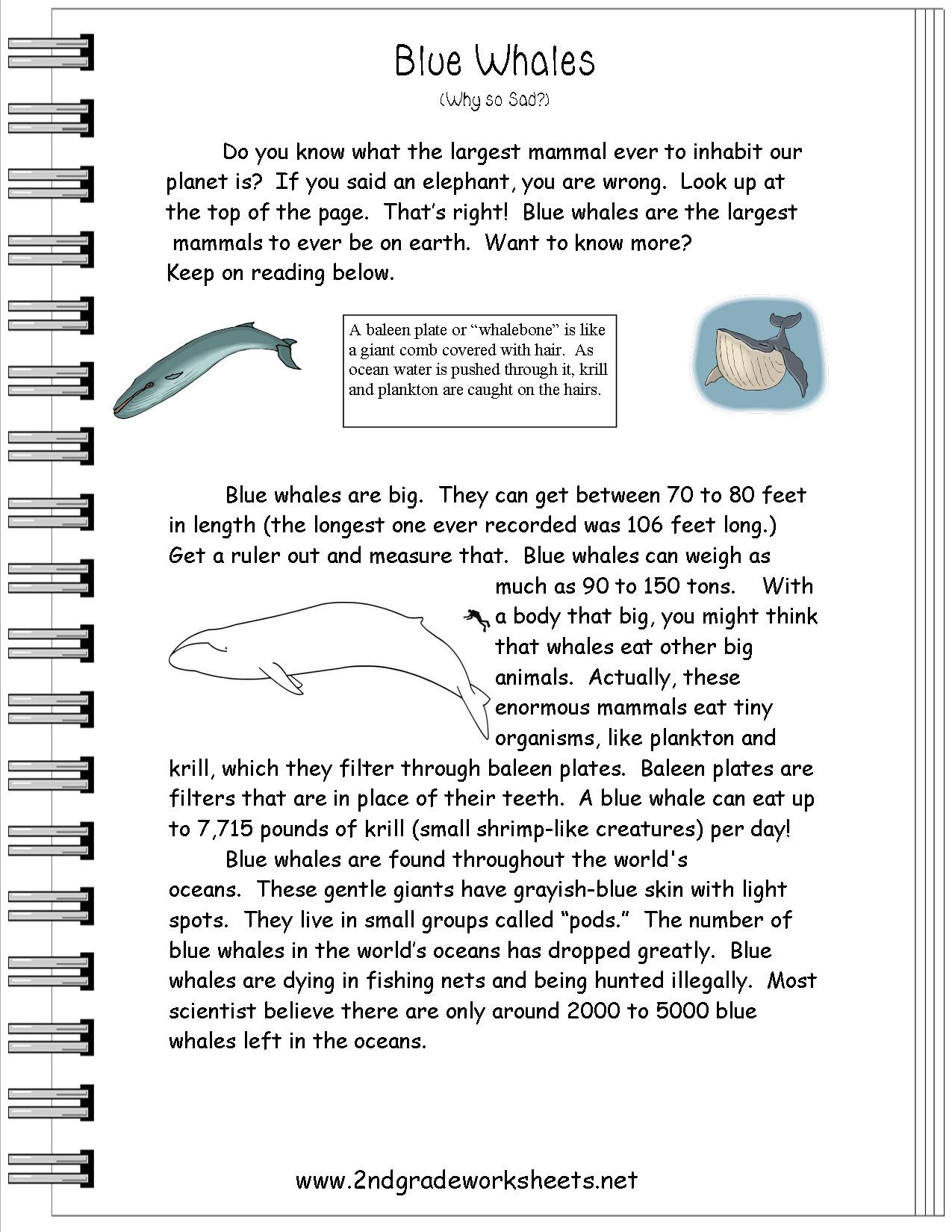 Animals Worksheets Ocean