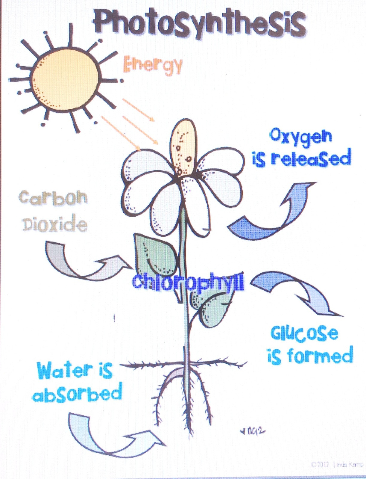 7-animals-worksheets-student-amp