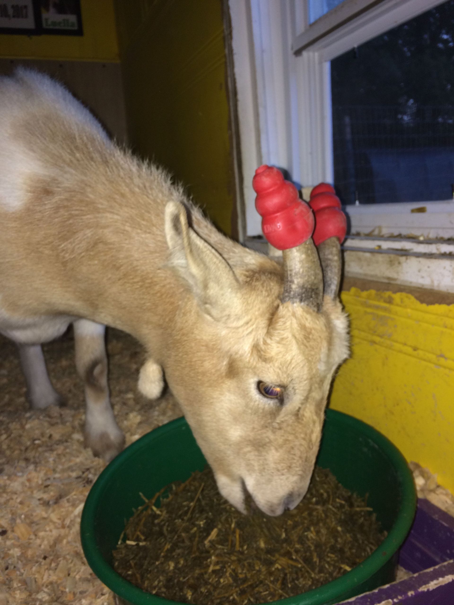 Baby Farm Animals Cookies