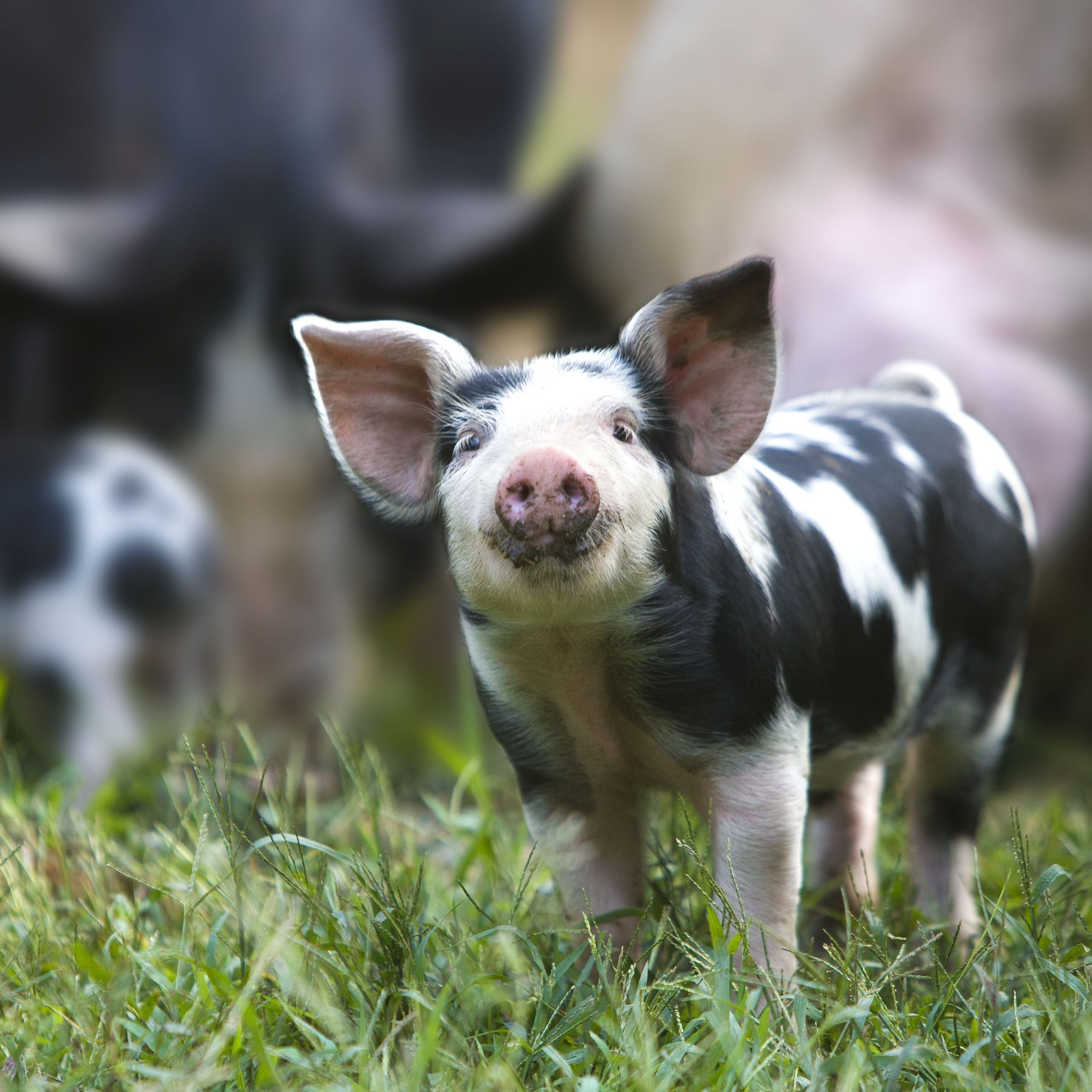 Baby Farm Animals Cookies