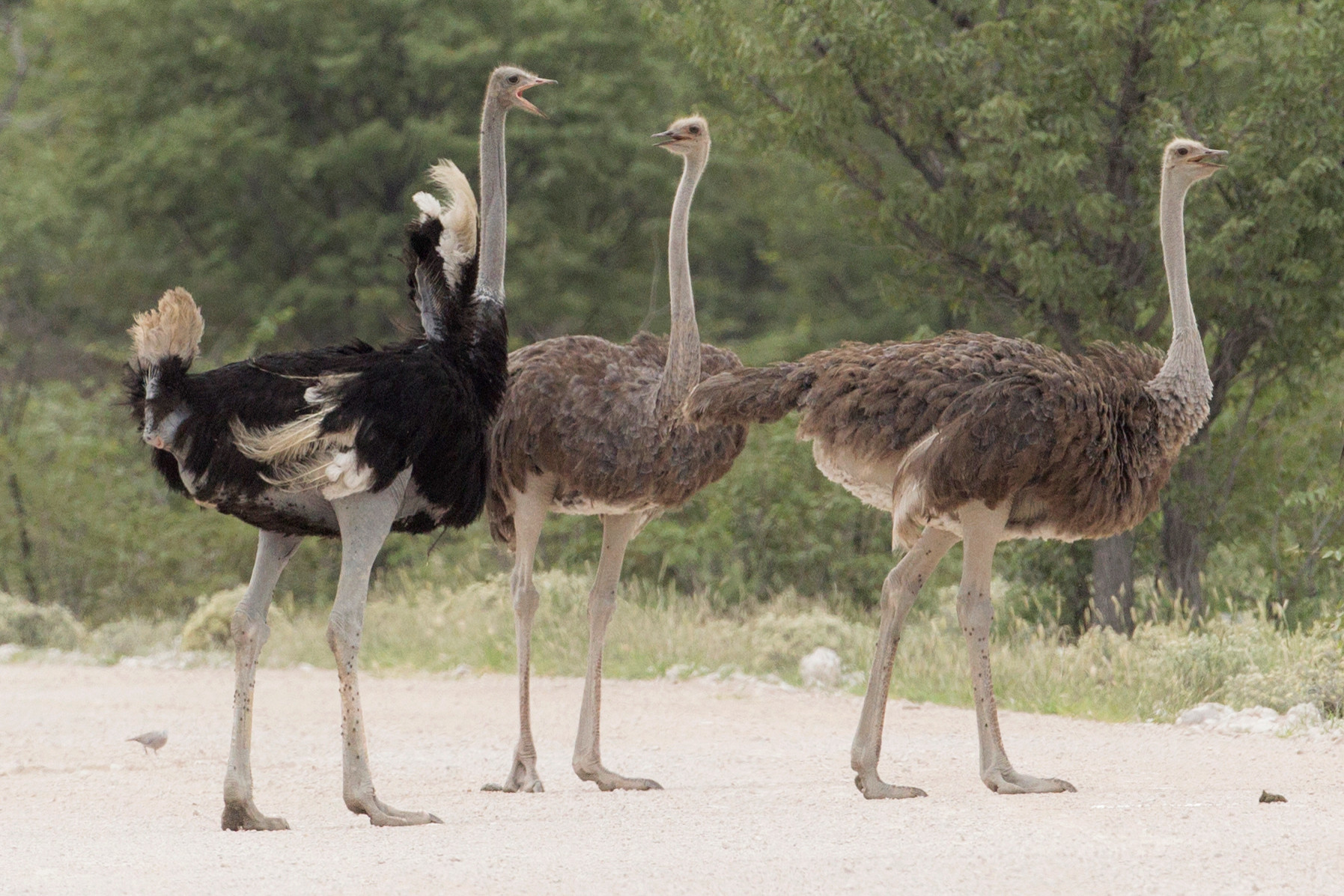 Struthio camelus Etosha 2014 3