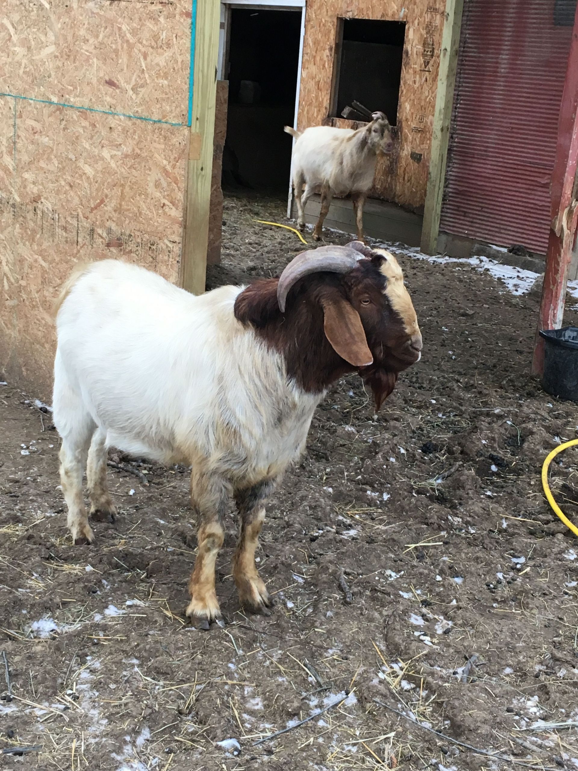 Baby Goats for Sale Farm Animals