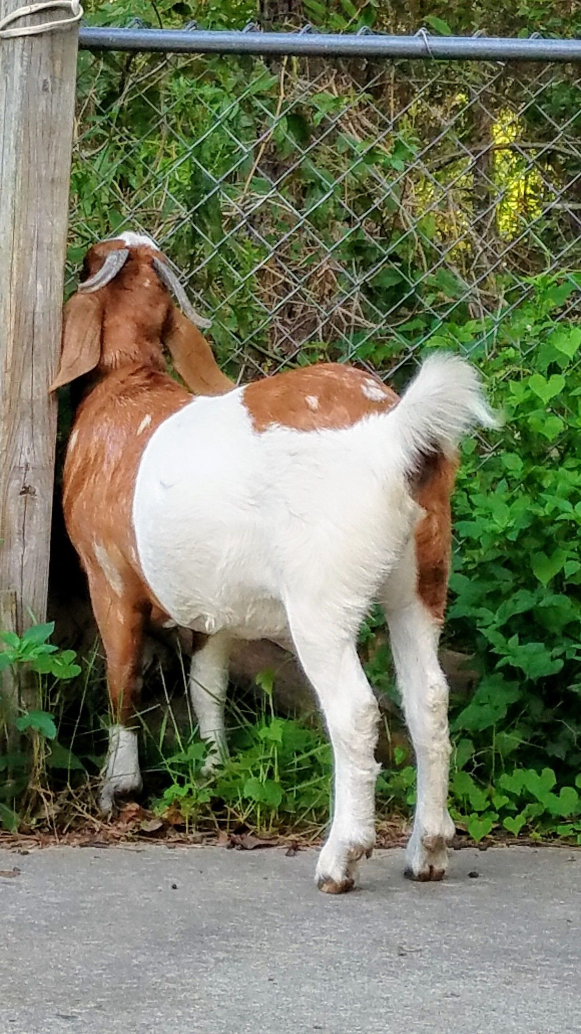 Baby Goats for Sale Farm Animals