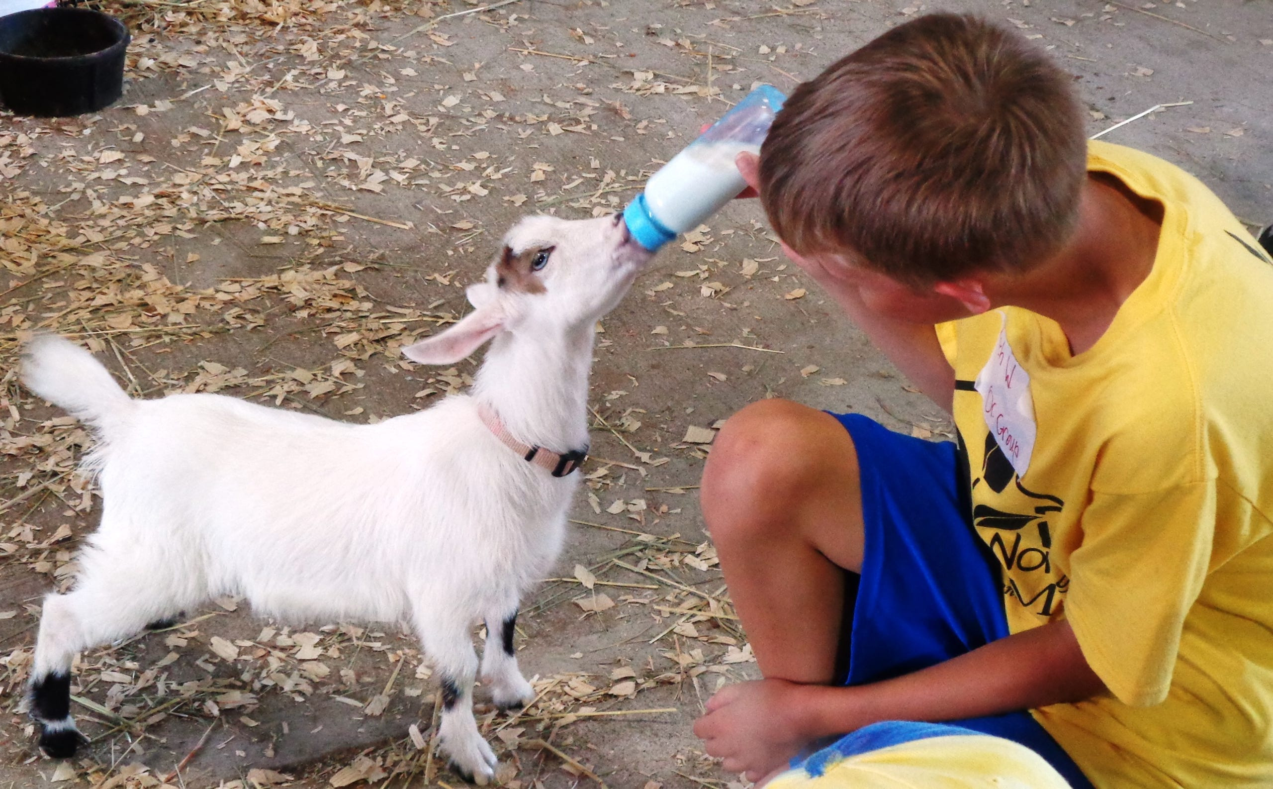 Baby Goats for Sale Farm Animals