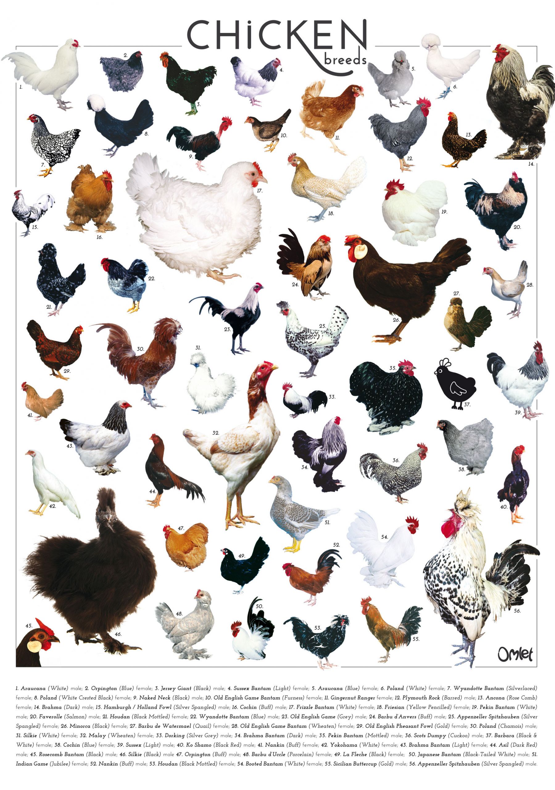 Omlet Chicken Breeds Poster