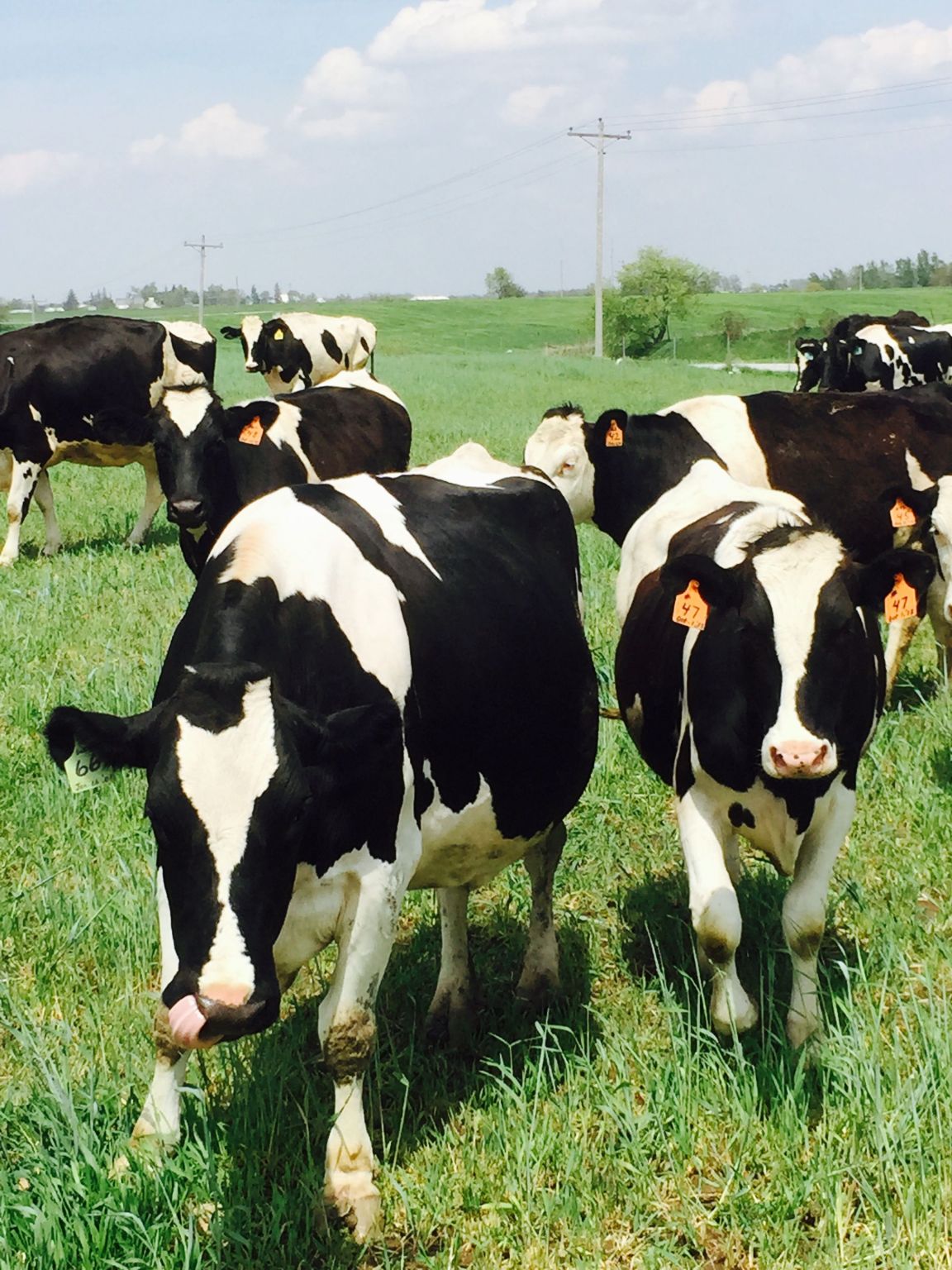 7 Best Animals for Small Farm AMP