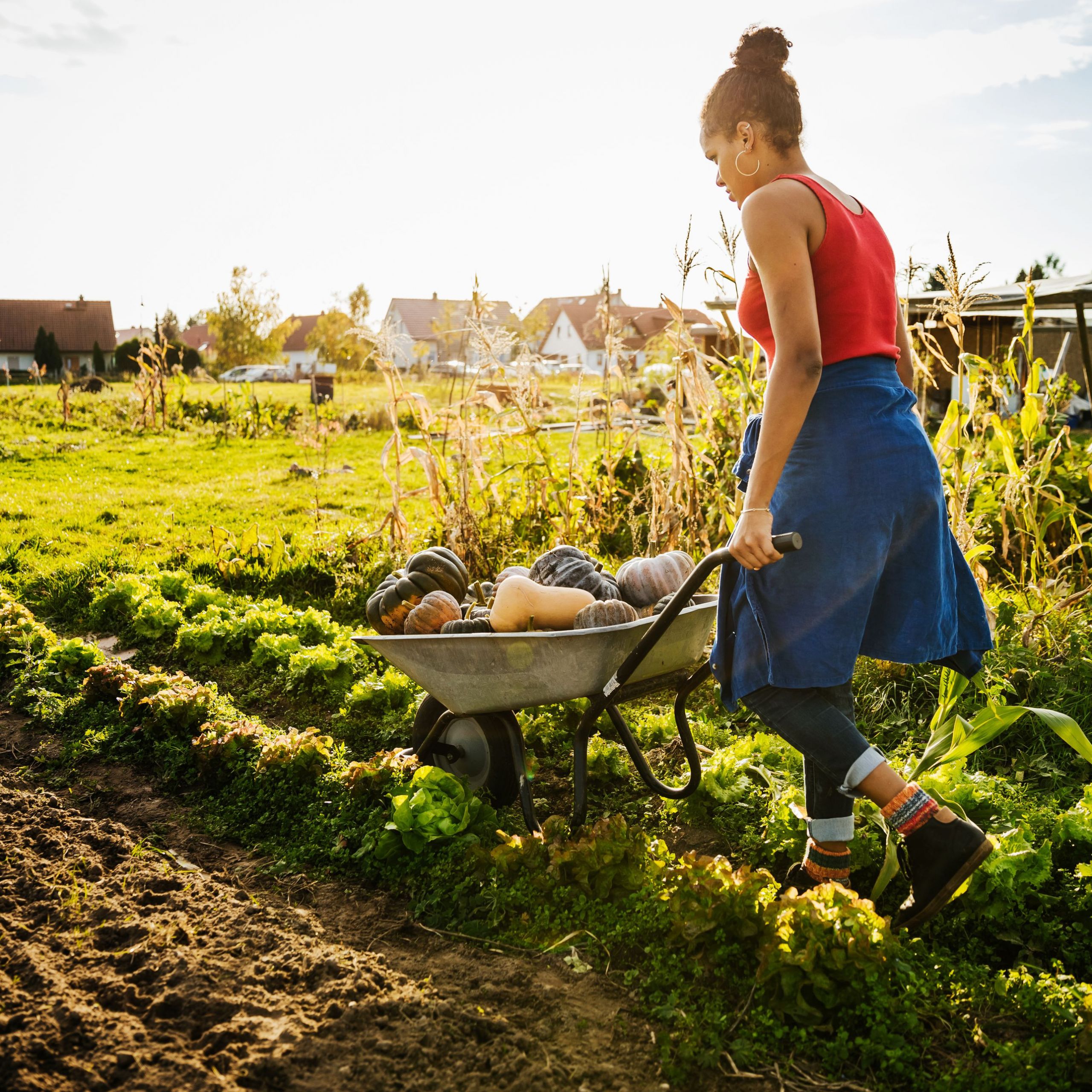 urban farmer transporting freshly harvested pumpkins in wheelbarrow 5c12a e0fb c123