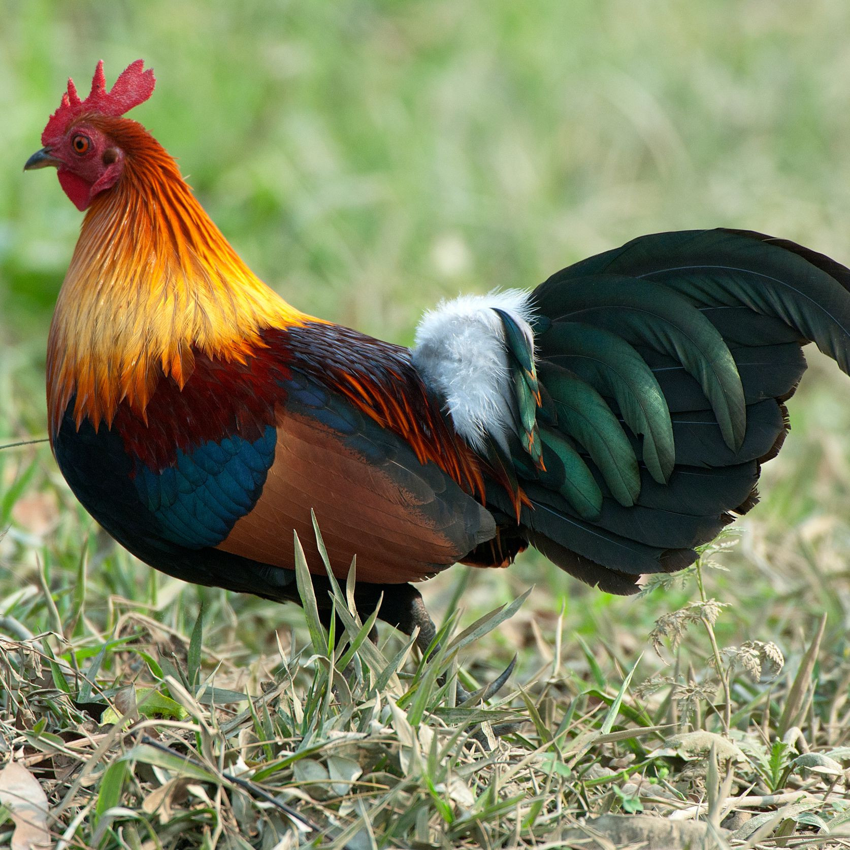 red junglefowl 5968fedd5f9b582c356ab7fb