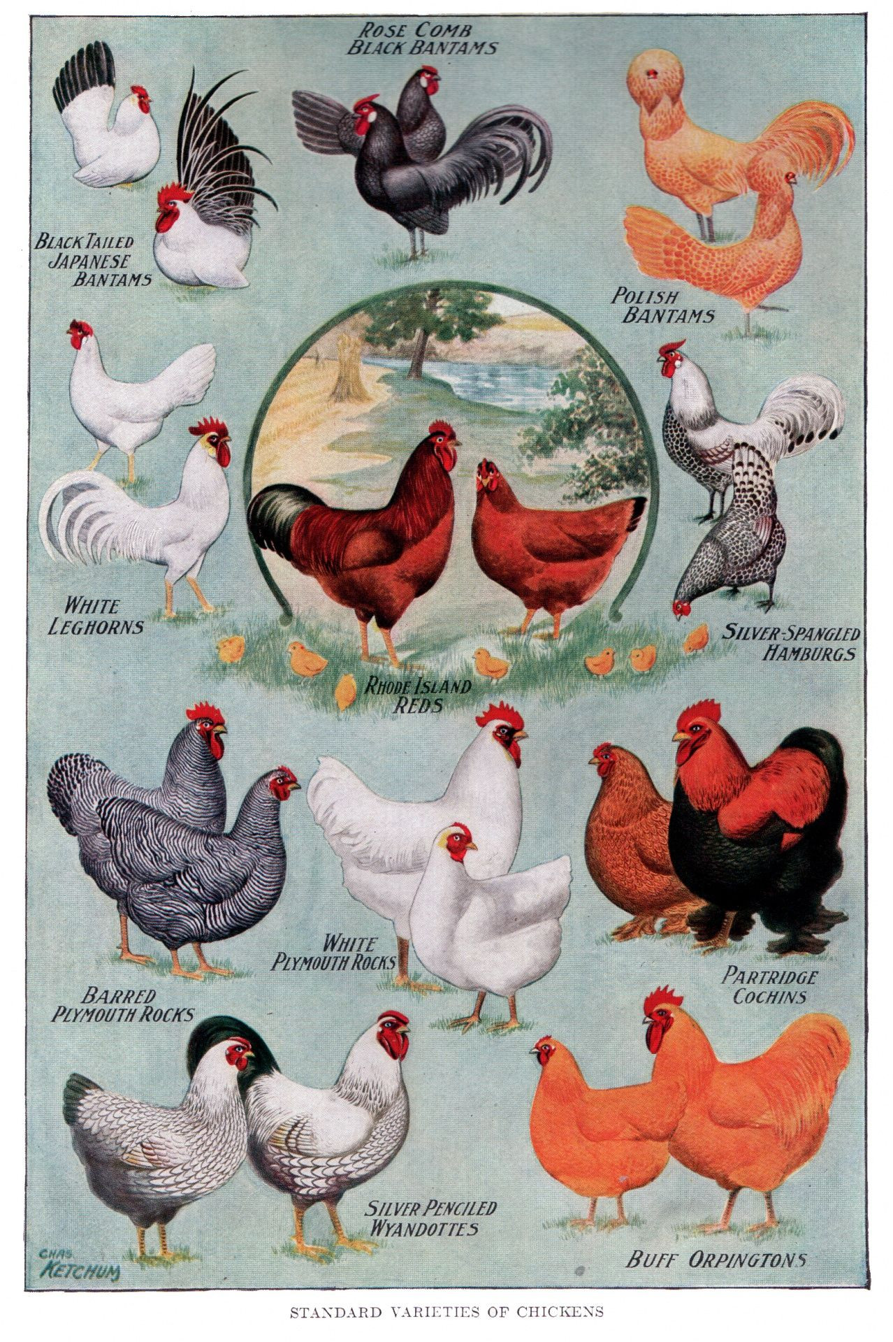 Chickens and Roosters Farm Animals