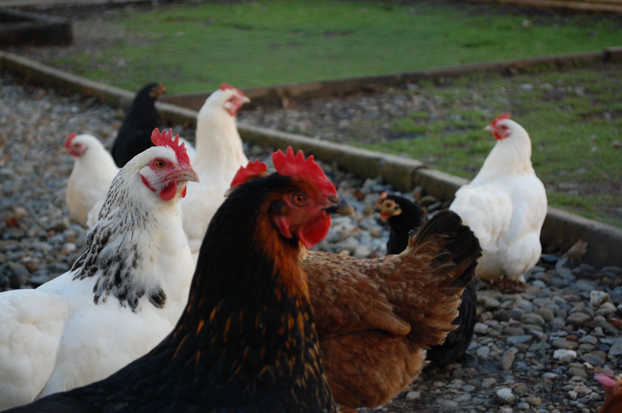 Chickens Backyard Farm Animals