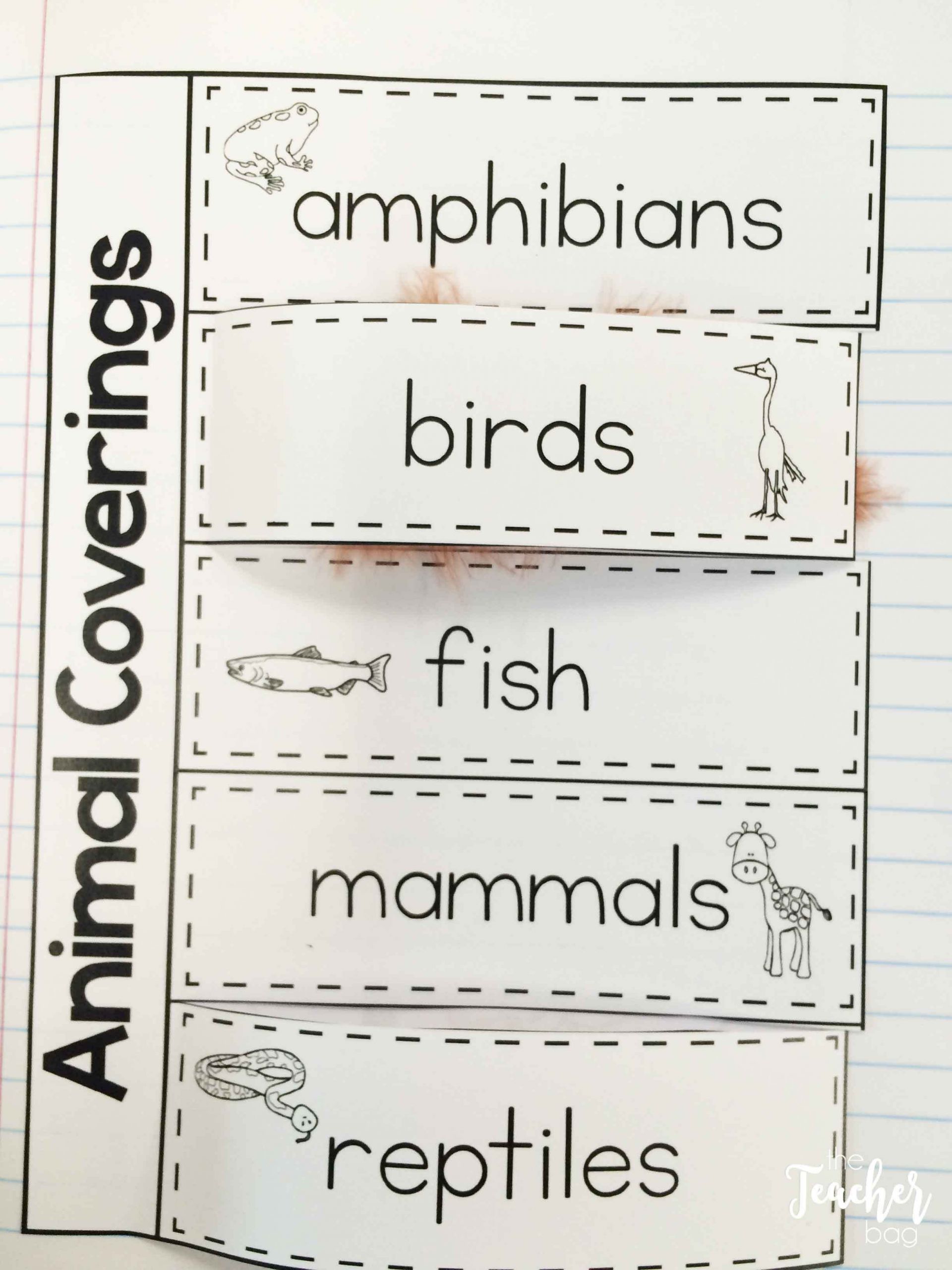 Classifying Animals Worksheets