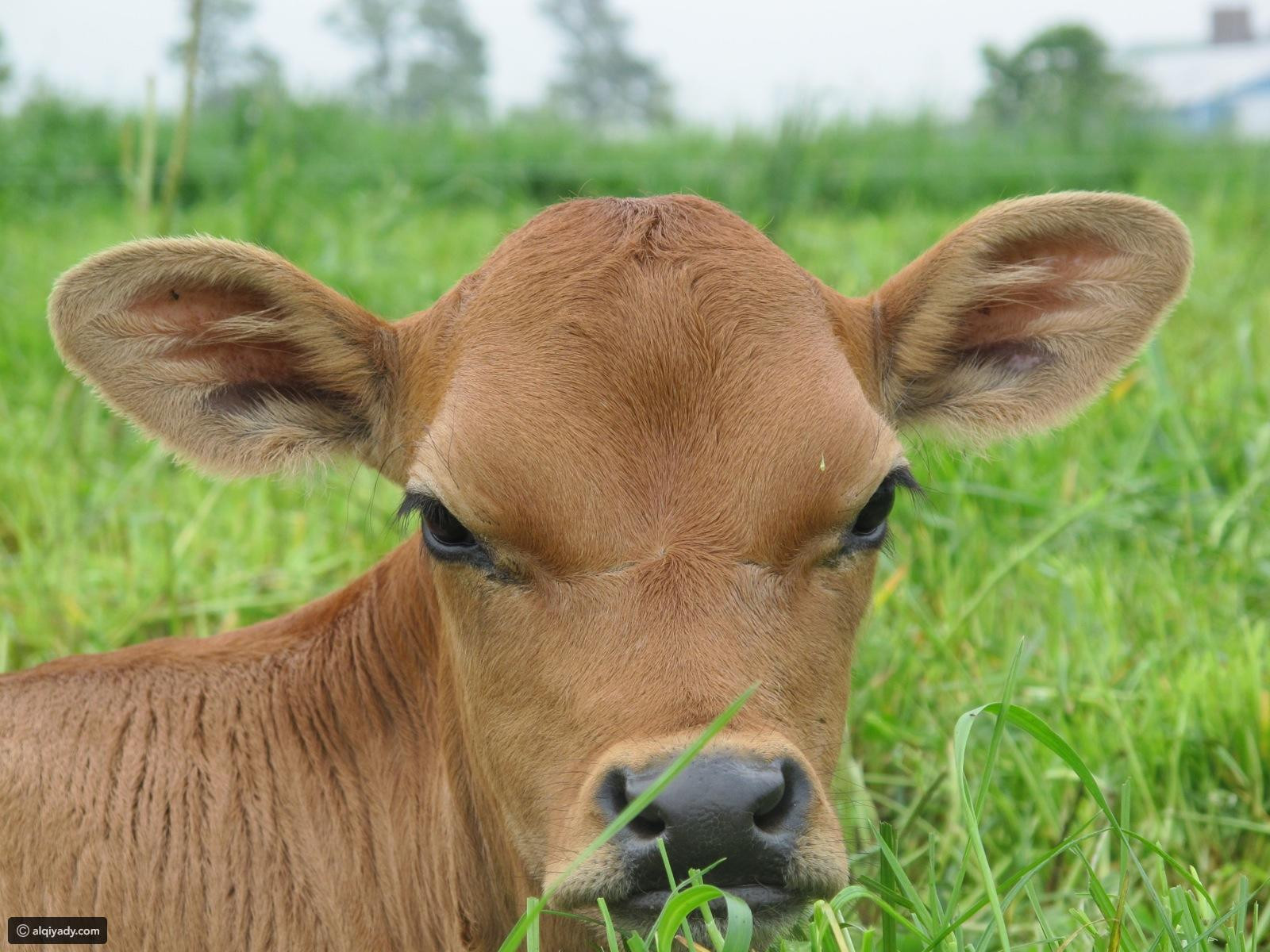 Cow Png Farm Animals