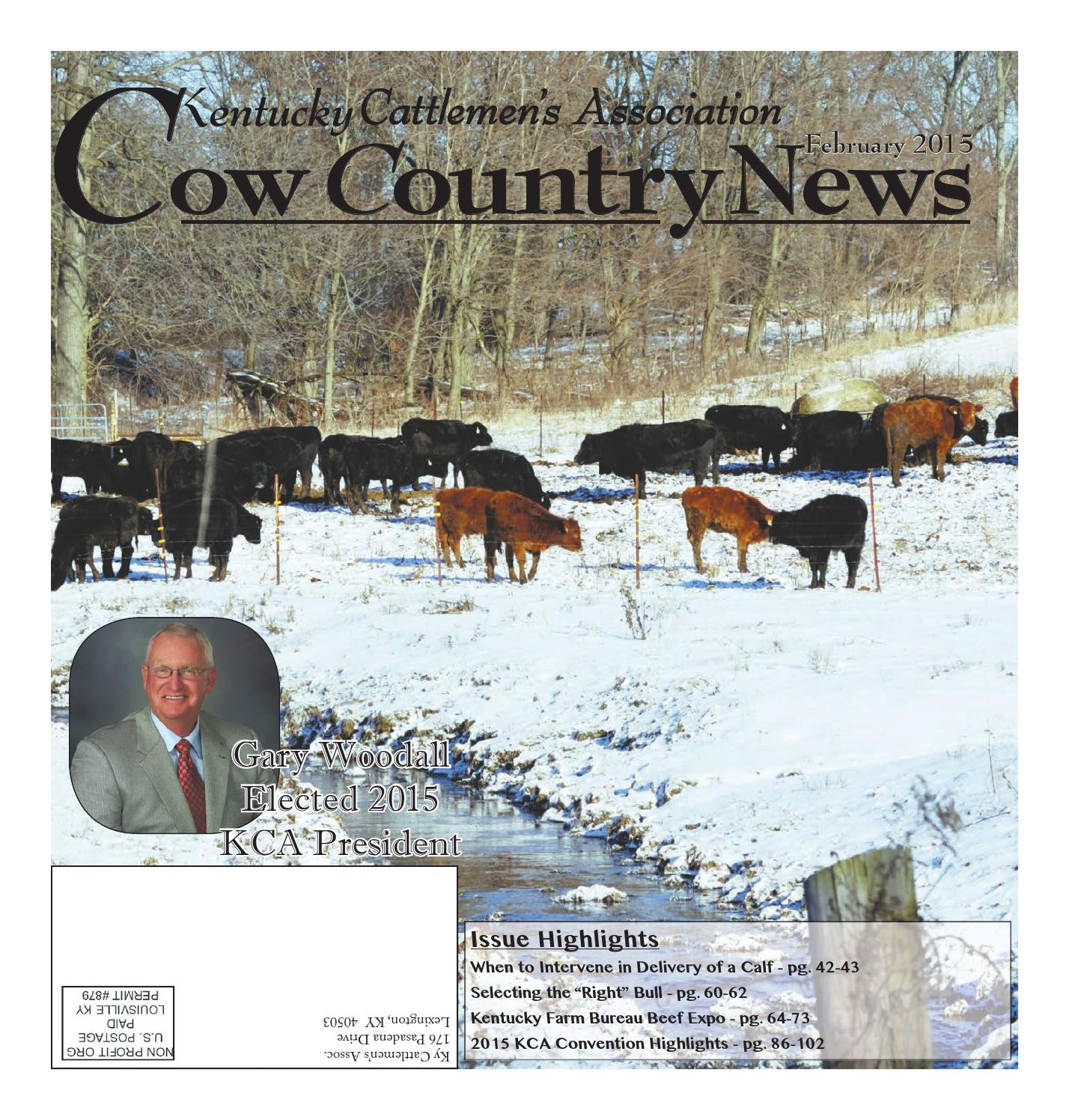 Cow Poster Farm Animals