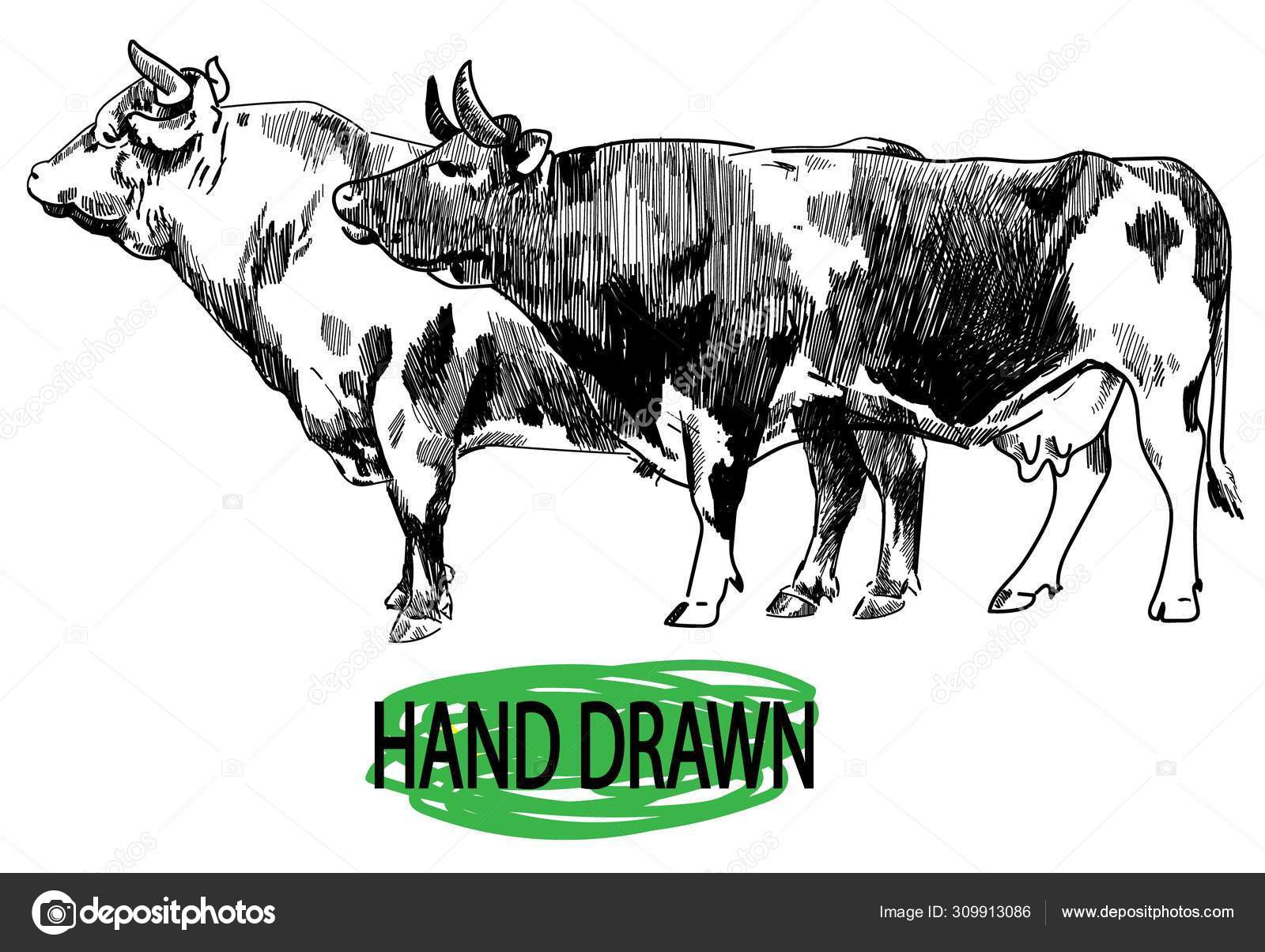 depositphotos stock illustration two cows vintage style image