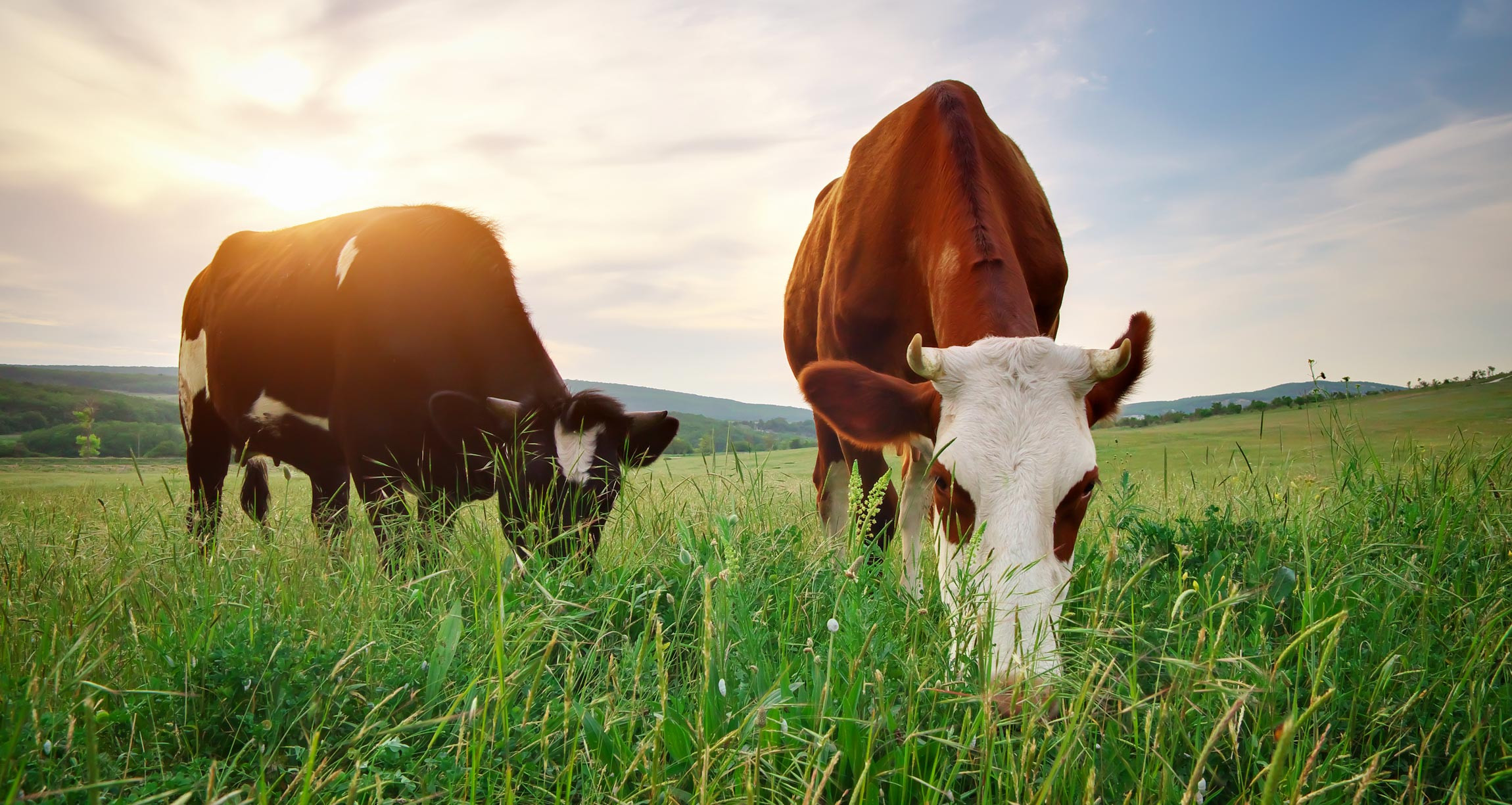 Cows and Pigs Farm Animals