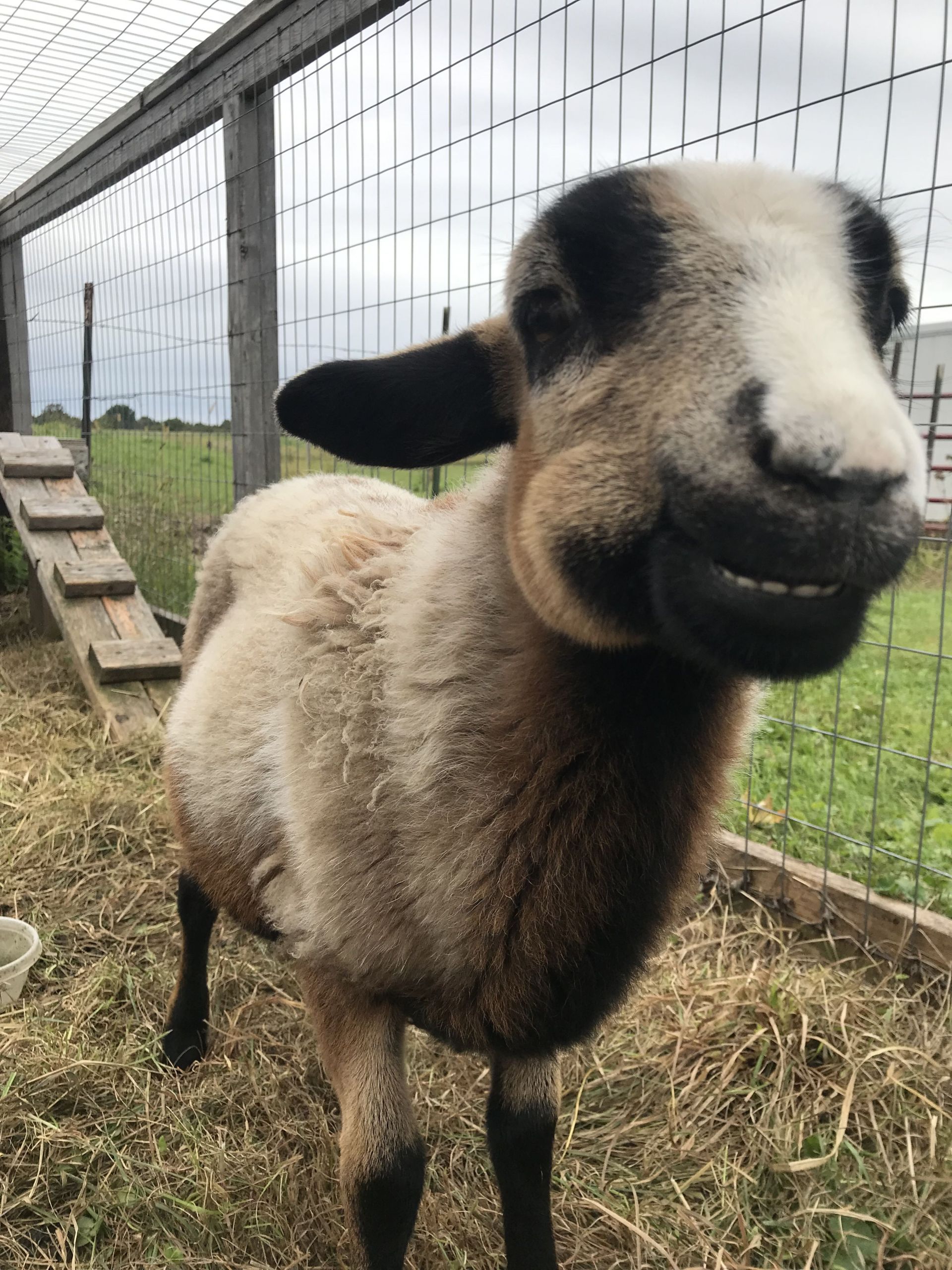 Cute Baby Farm Animals