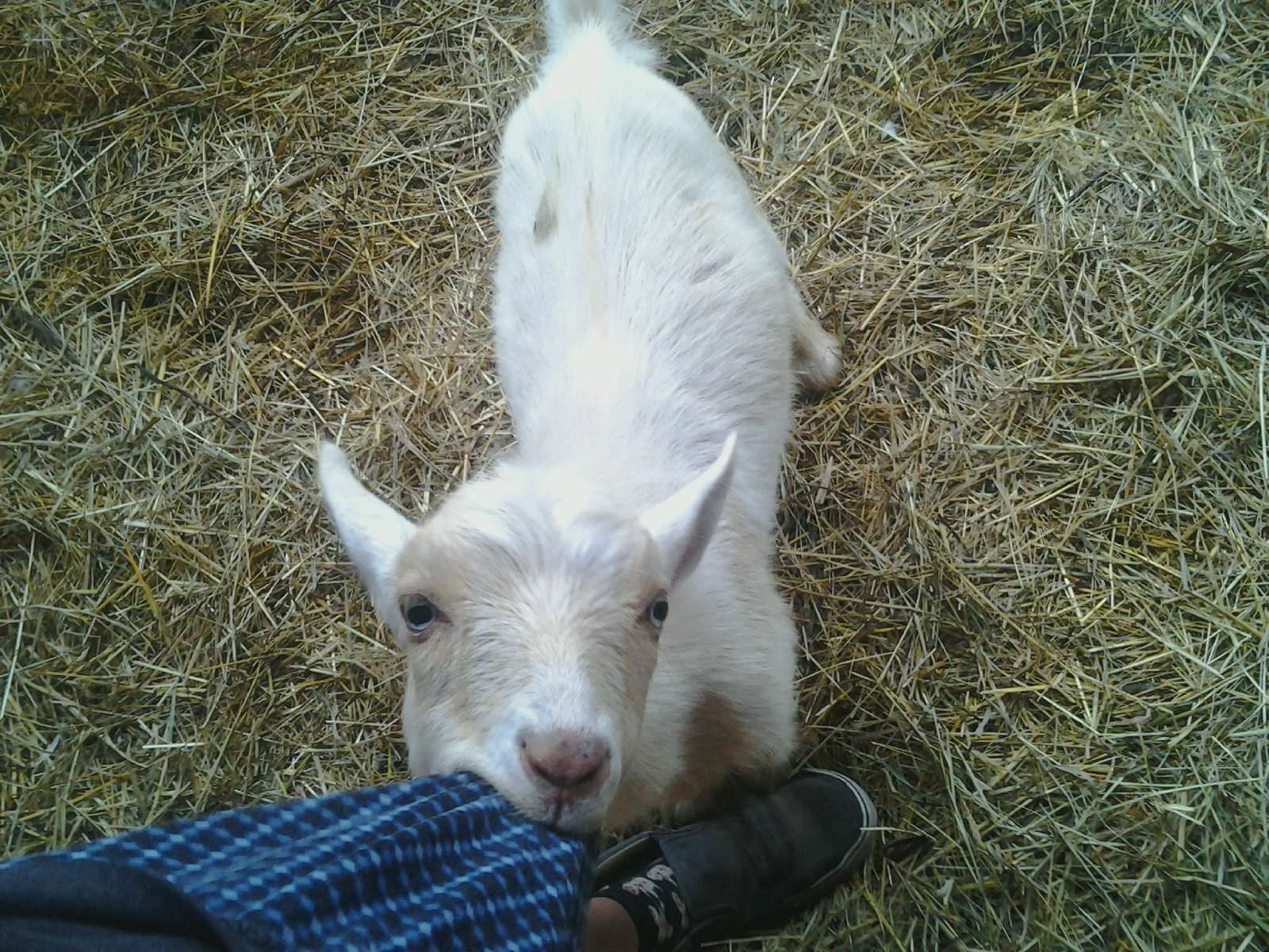 Cute Baby Goats Farm Animals