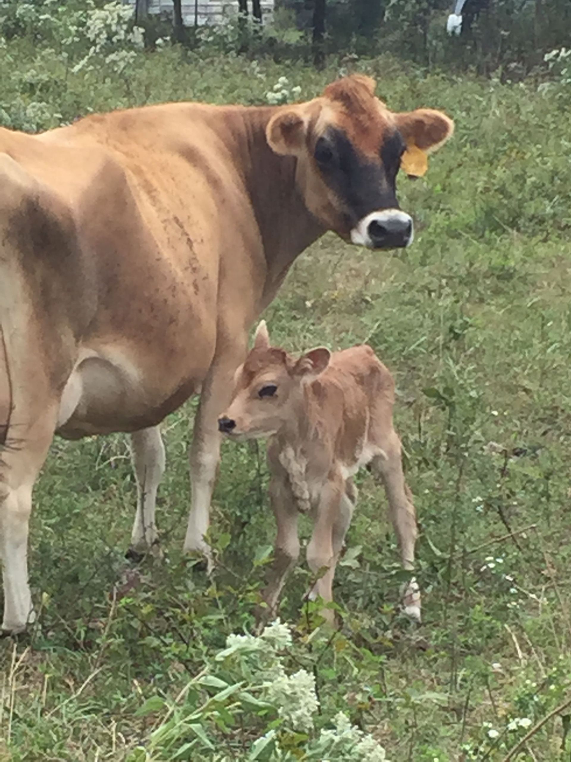 Cute Farm Animals Country Life