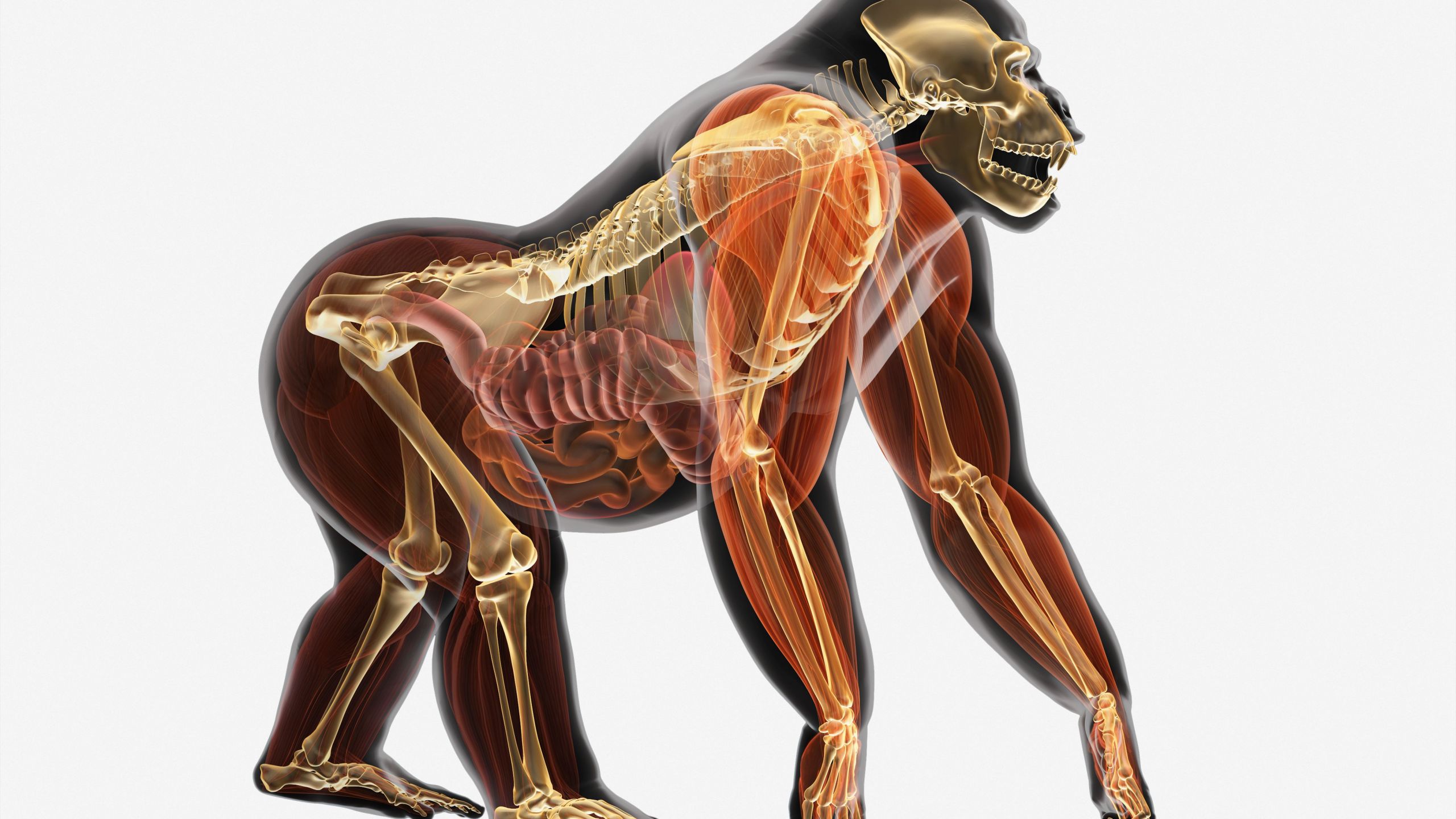 illustration anatomy of gorilla gorilla gorilla 5a032ab0b39d b9f6bd