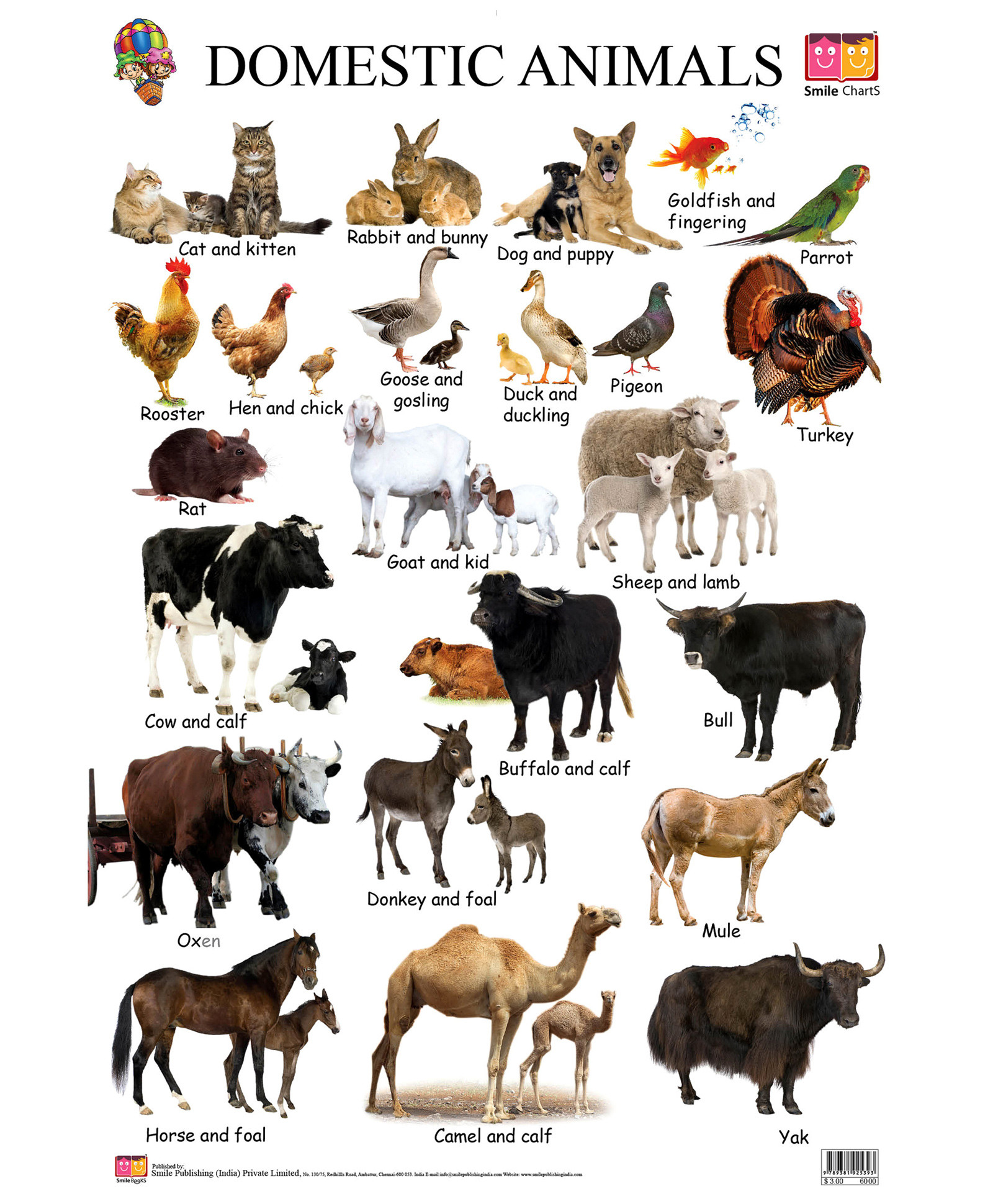 Domestic Animals Worksheets