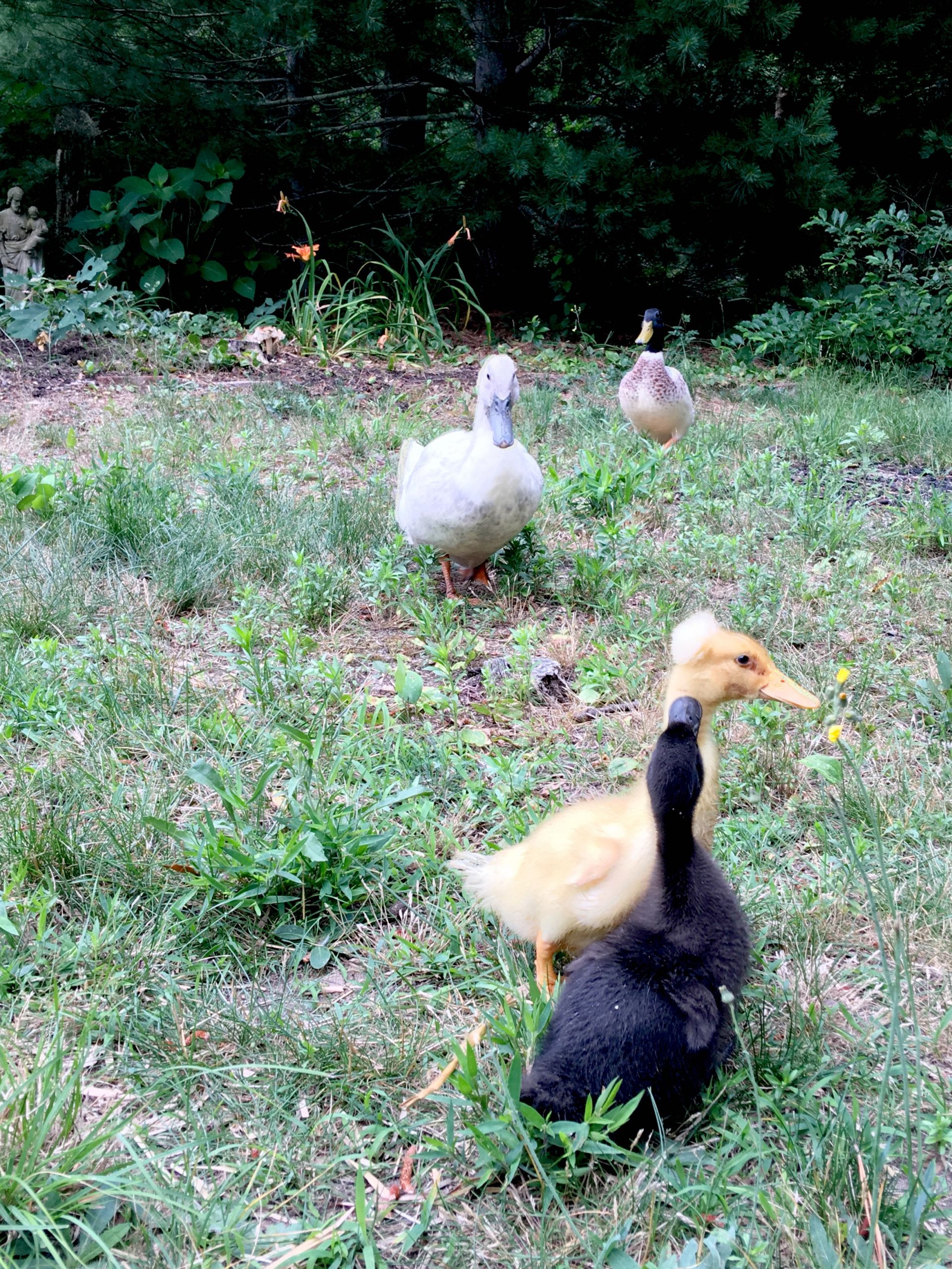 Ducks Raising Farm Animals