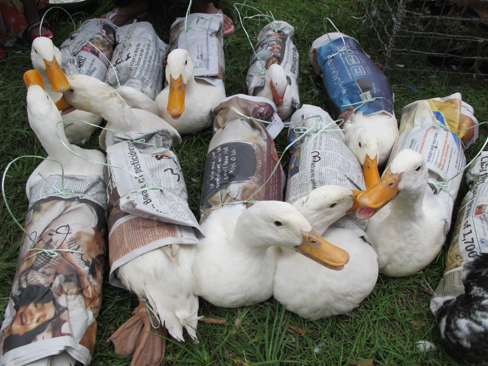 Ducks Raising Farm Animals