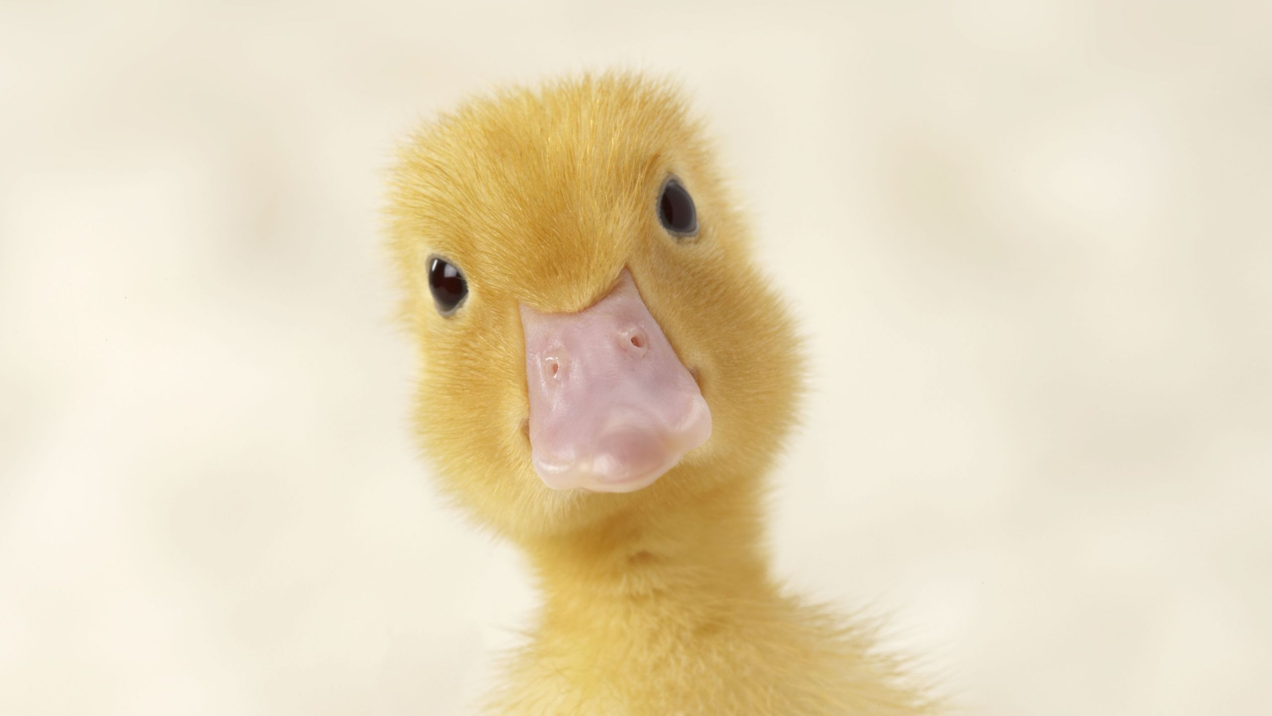 duckling close up c93df78ced1f0b99ec