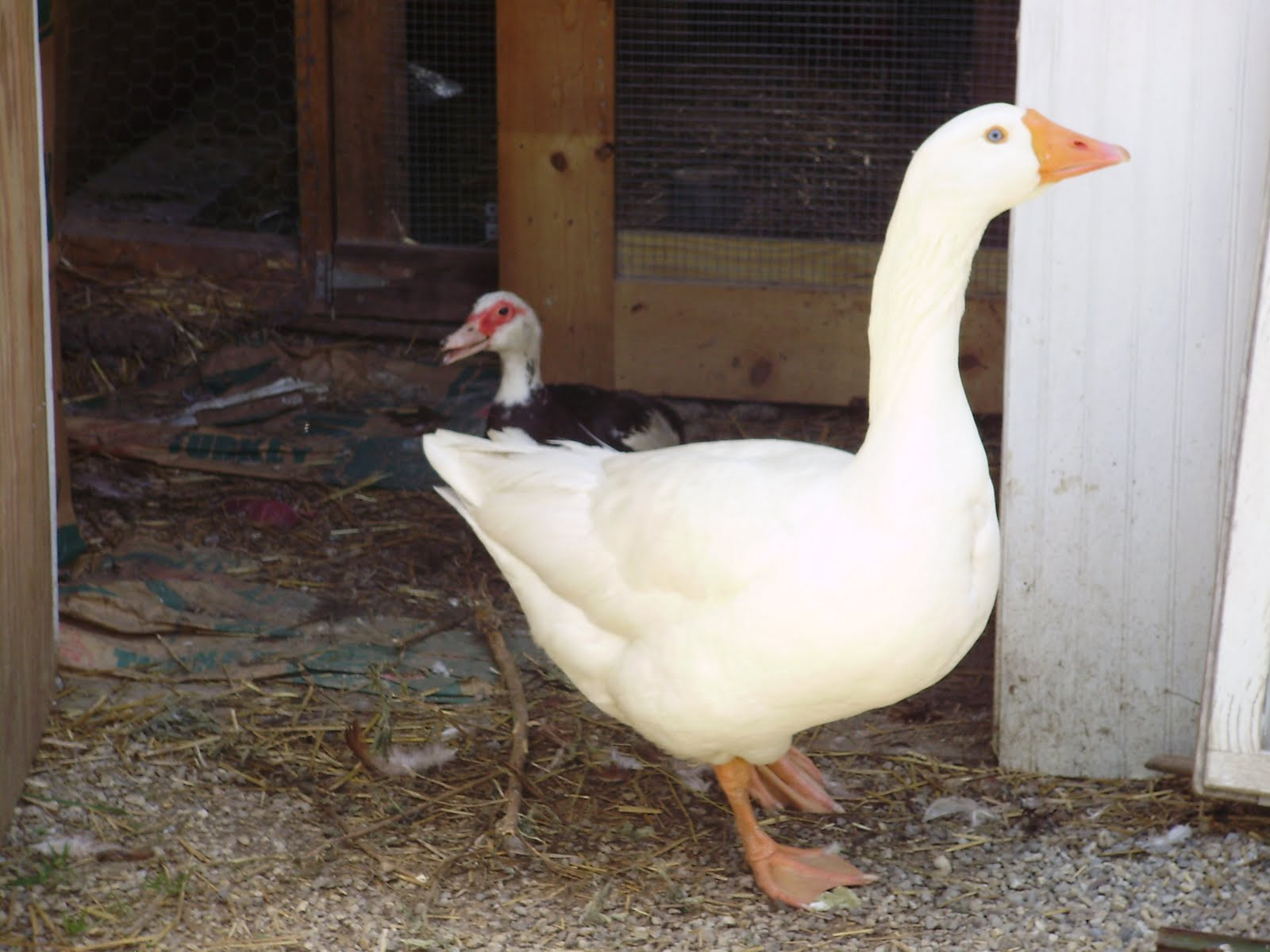 Ducks Raising Farm Animals