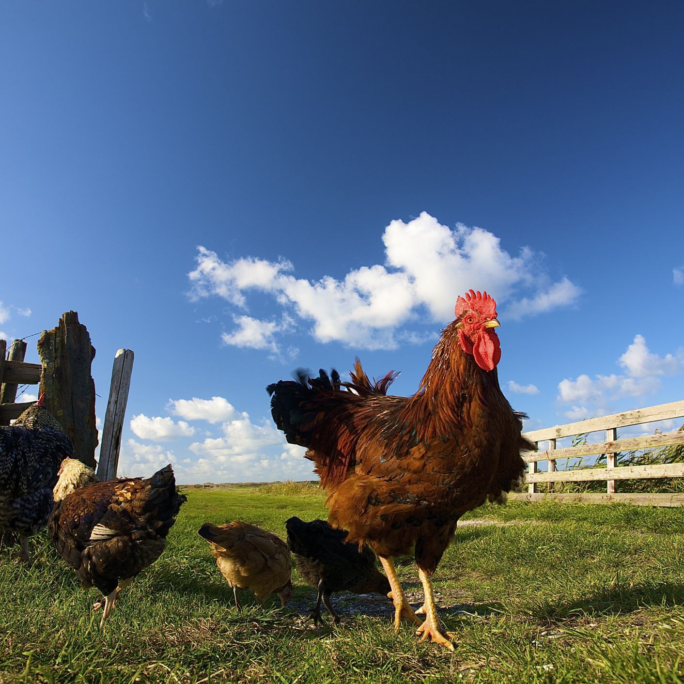 Ducks Raising Farm Animals