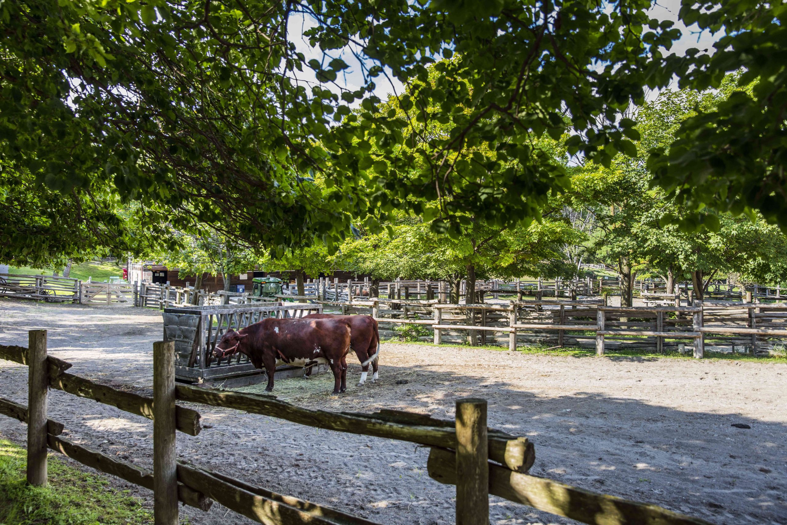 Farm Animals Activities for Preschoolers