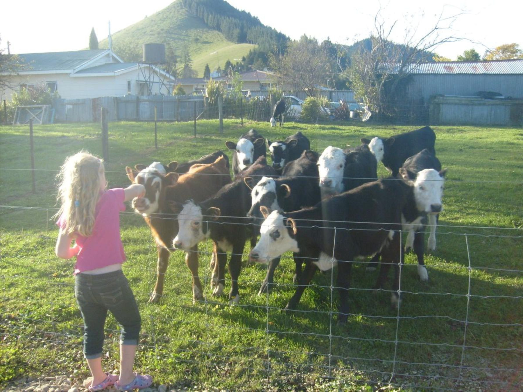 Farm Animals Activities