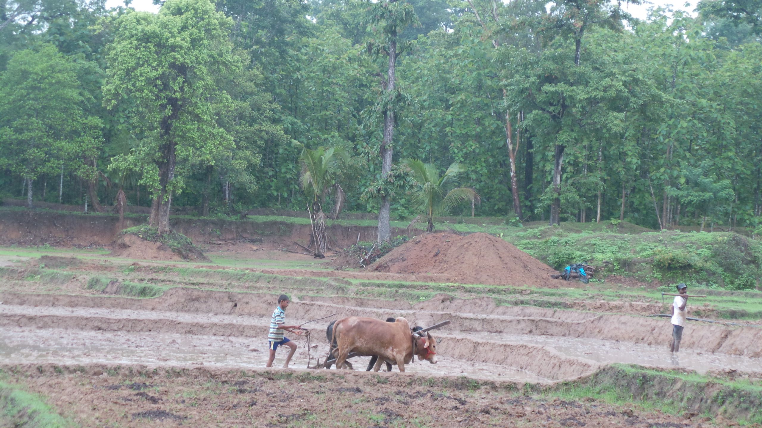 Farm Animals All together