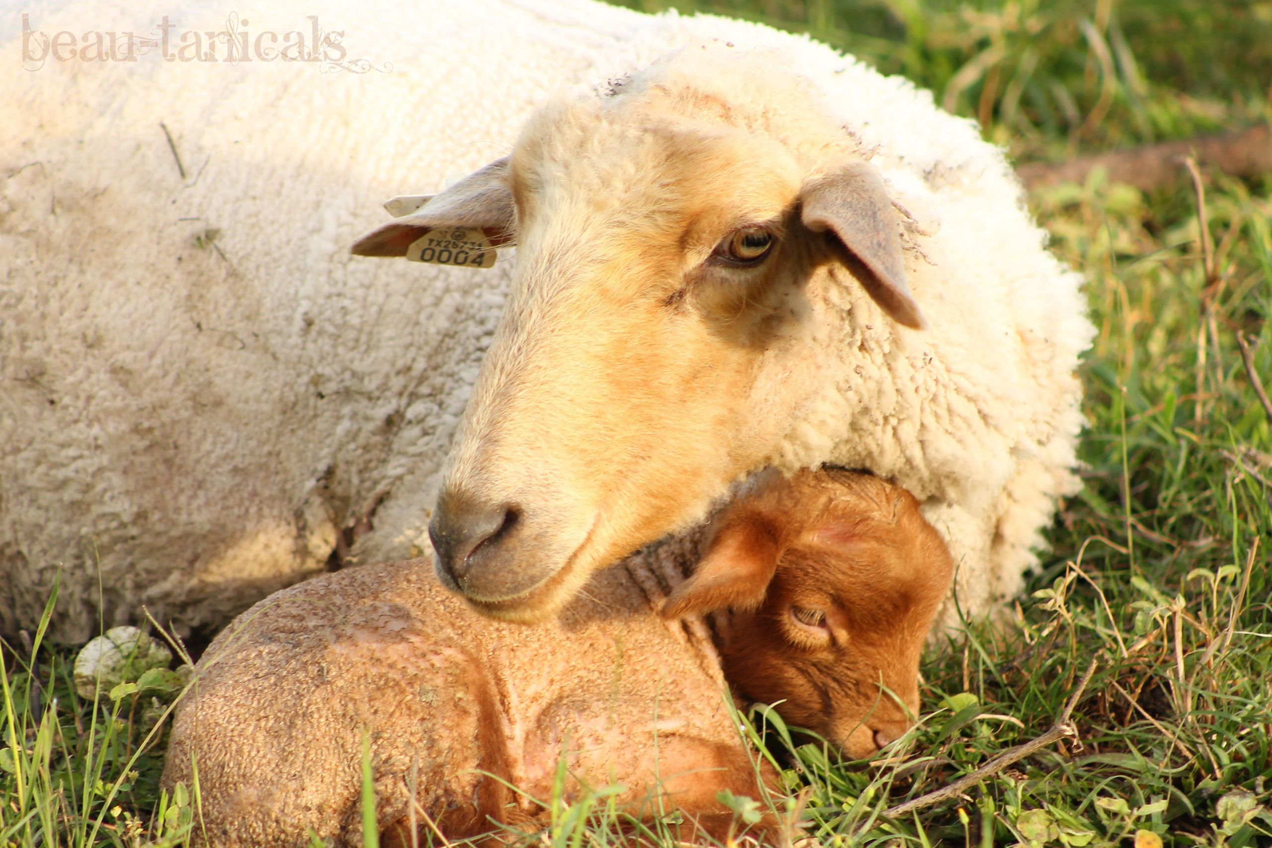 Farm Animals Art for Babies