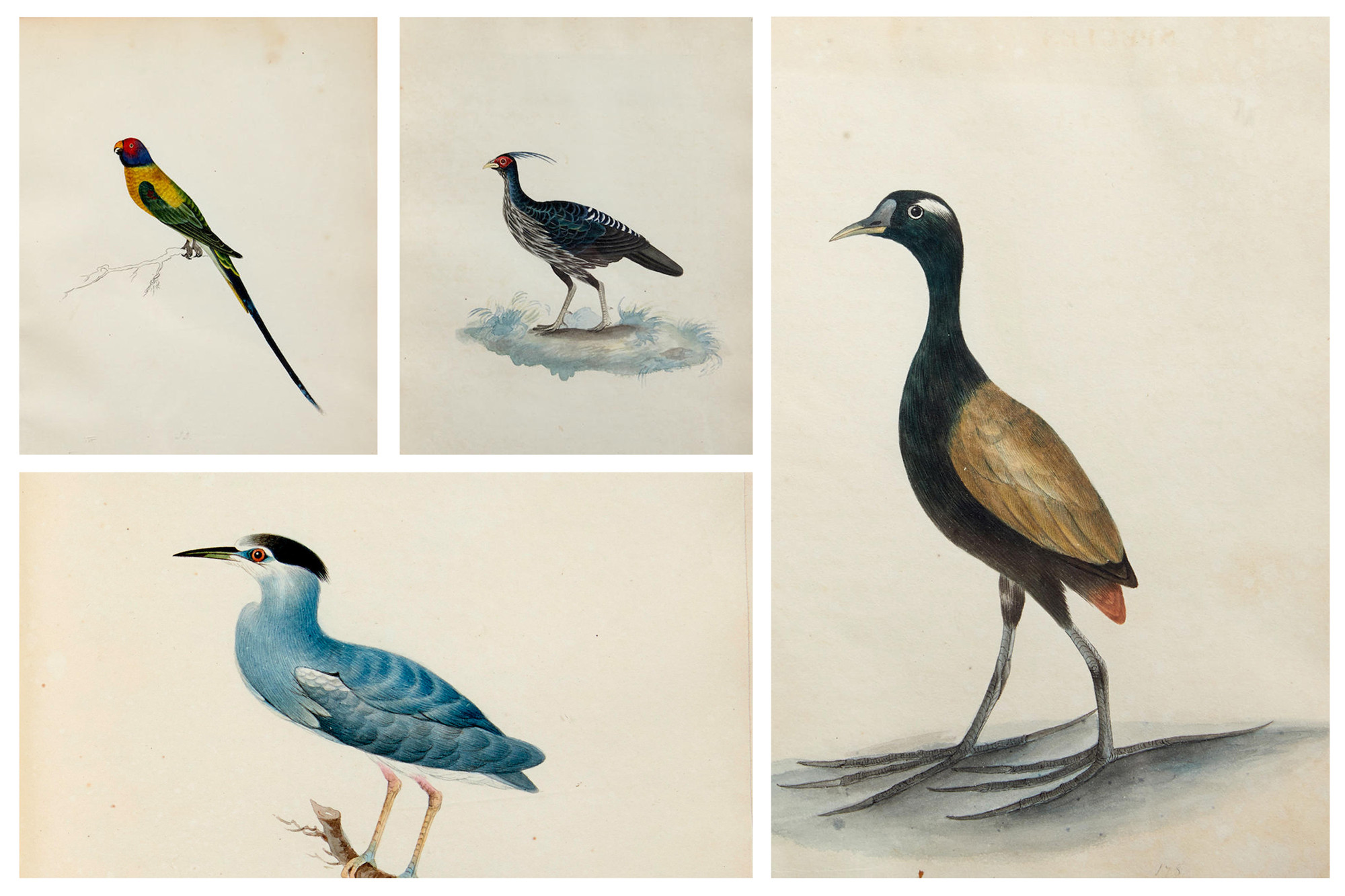indian ornithology by christopher webb smith