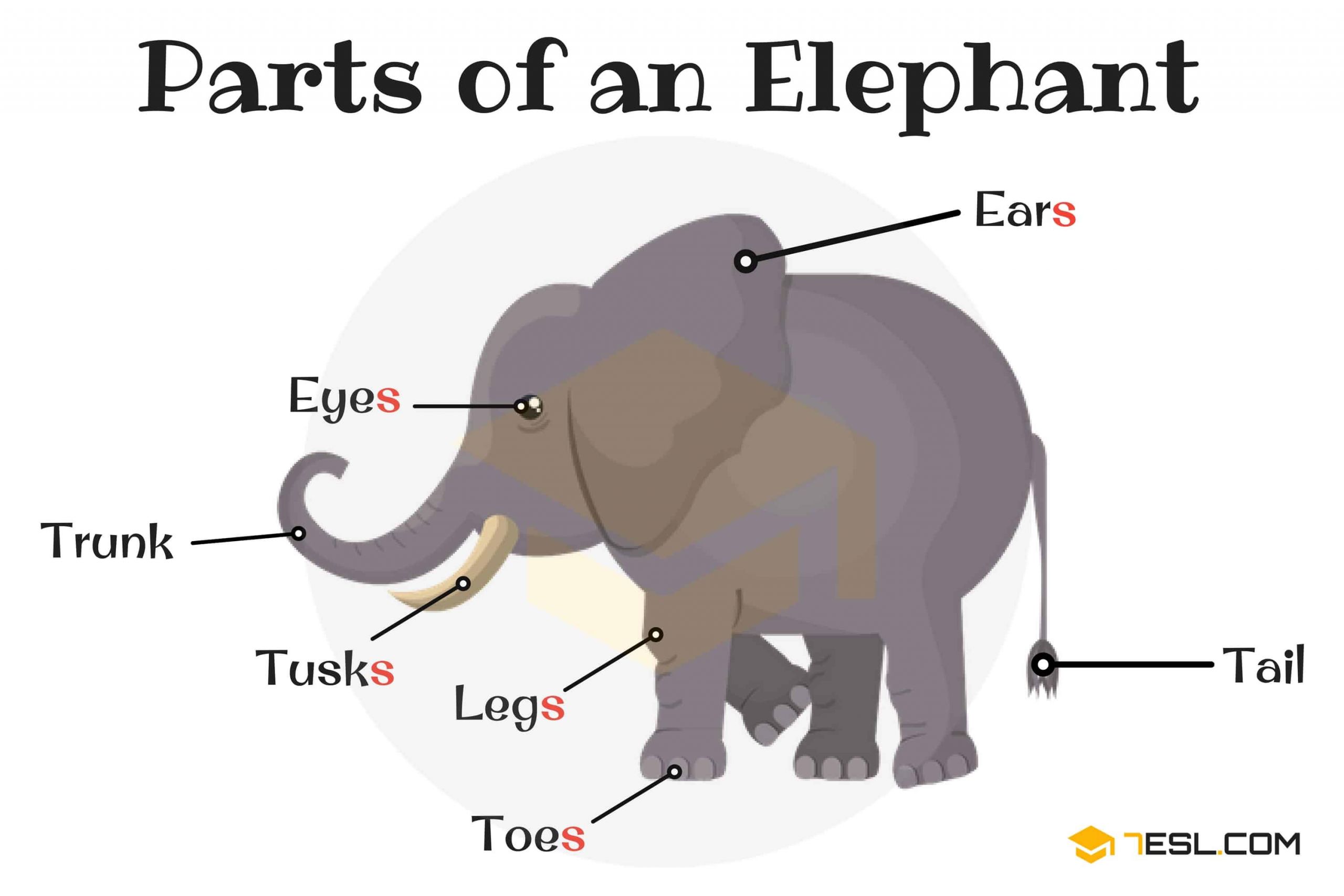 Parts of an Elephant 1