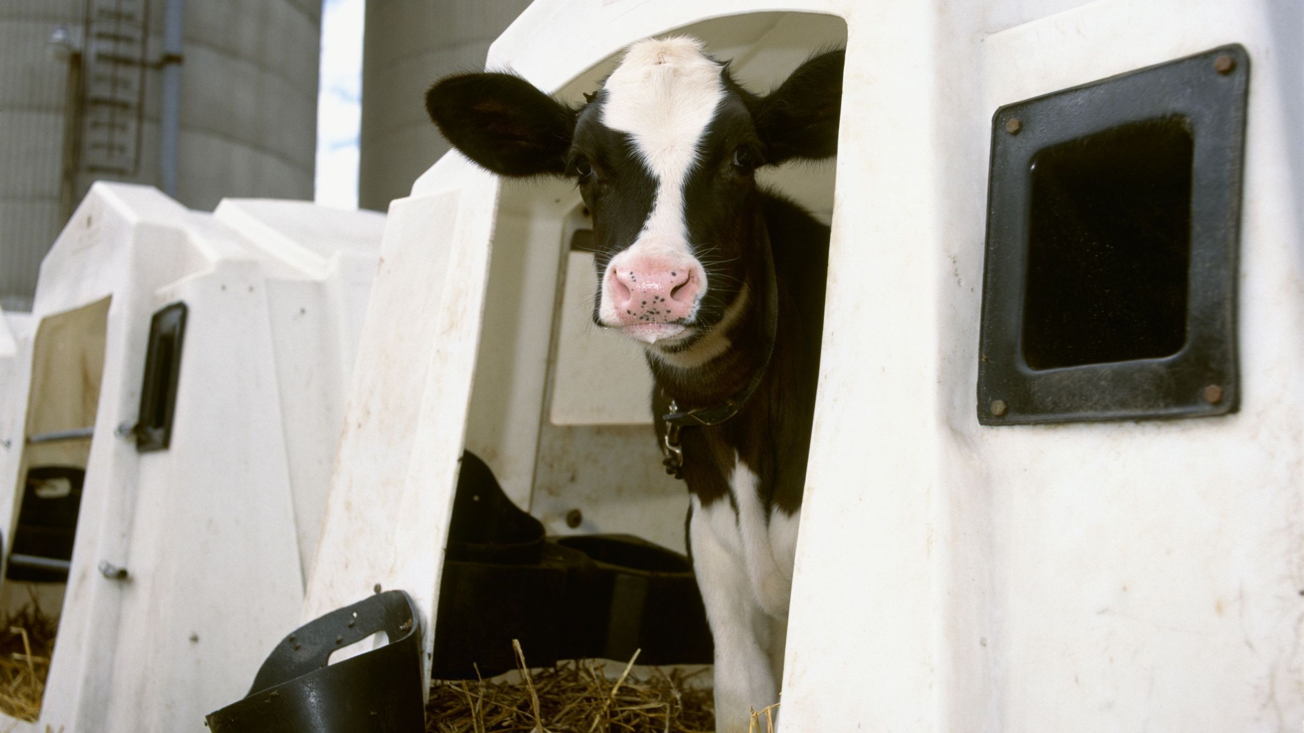 livestock a holstein dairy calf in a hutch at a dairy ontario canada db3df78caebcfa32f0