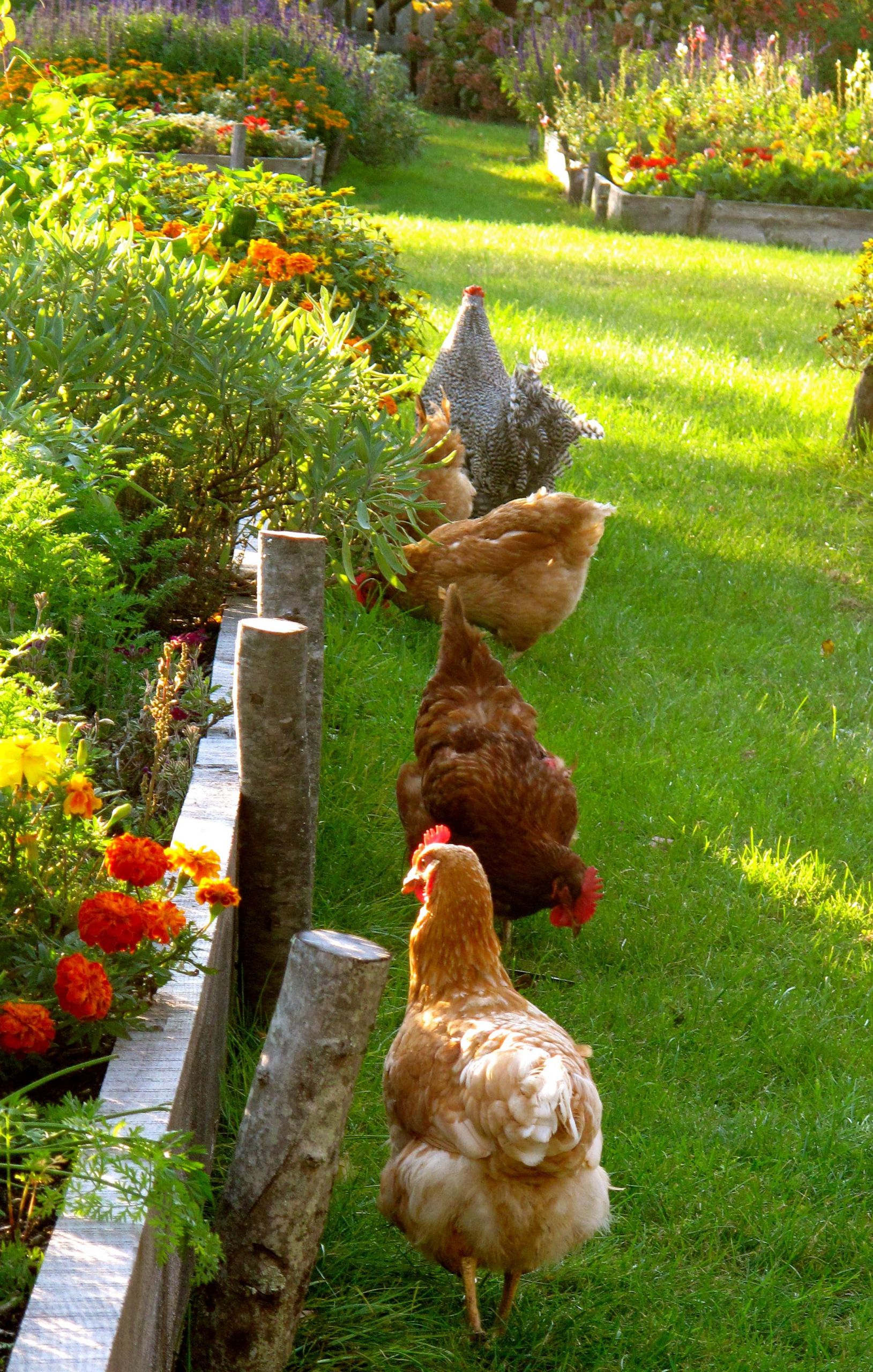 Farm Animals Barn Chicken Coops