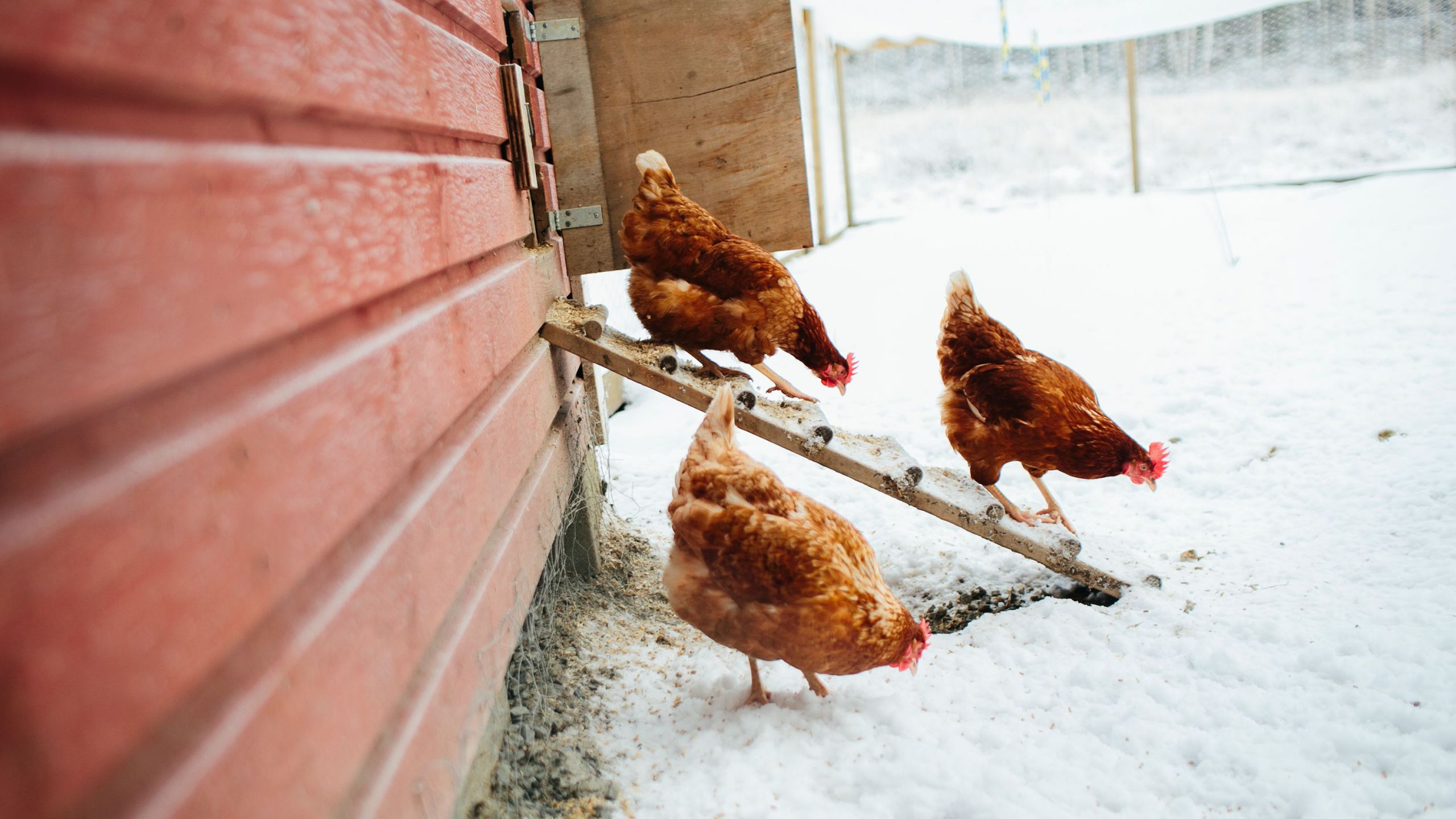 Farm Animals Barn Chicken Coops