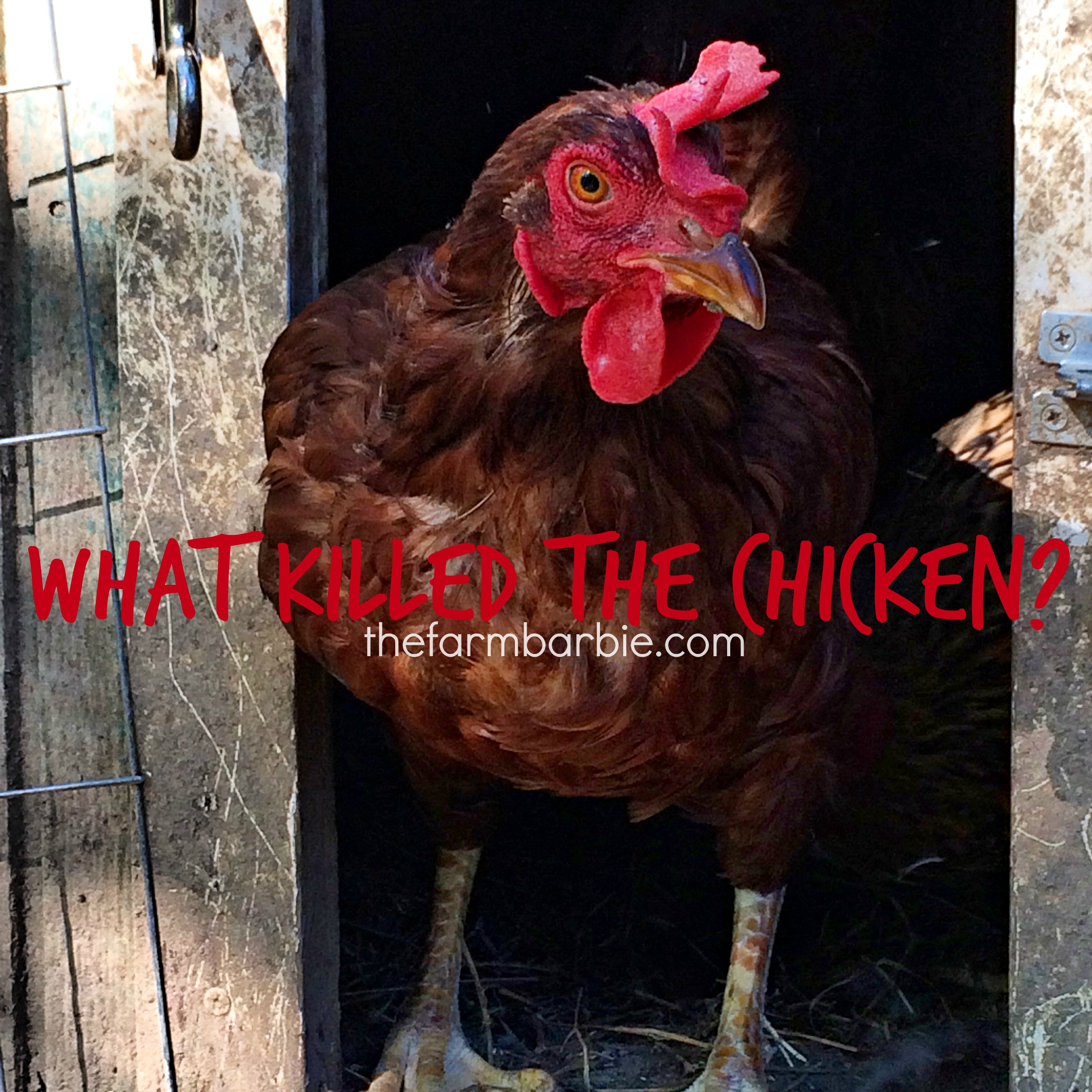 what killed the chicken 5